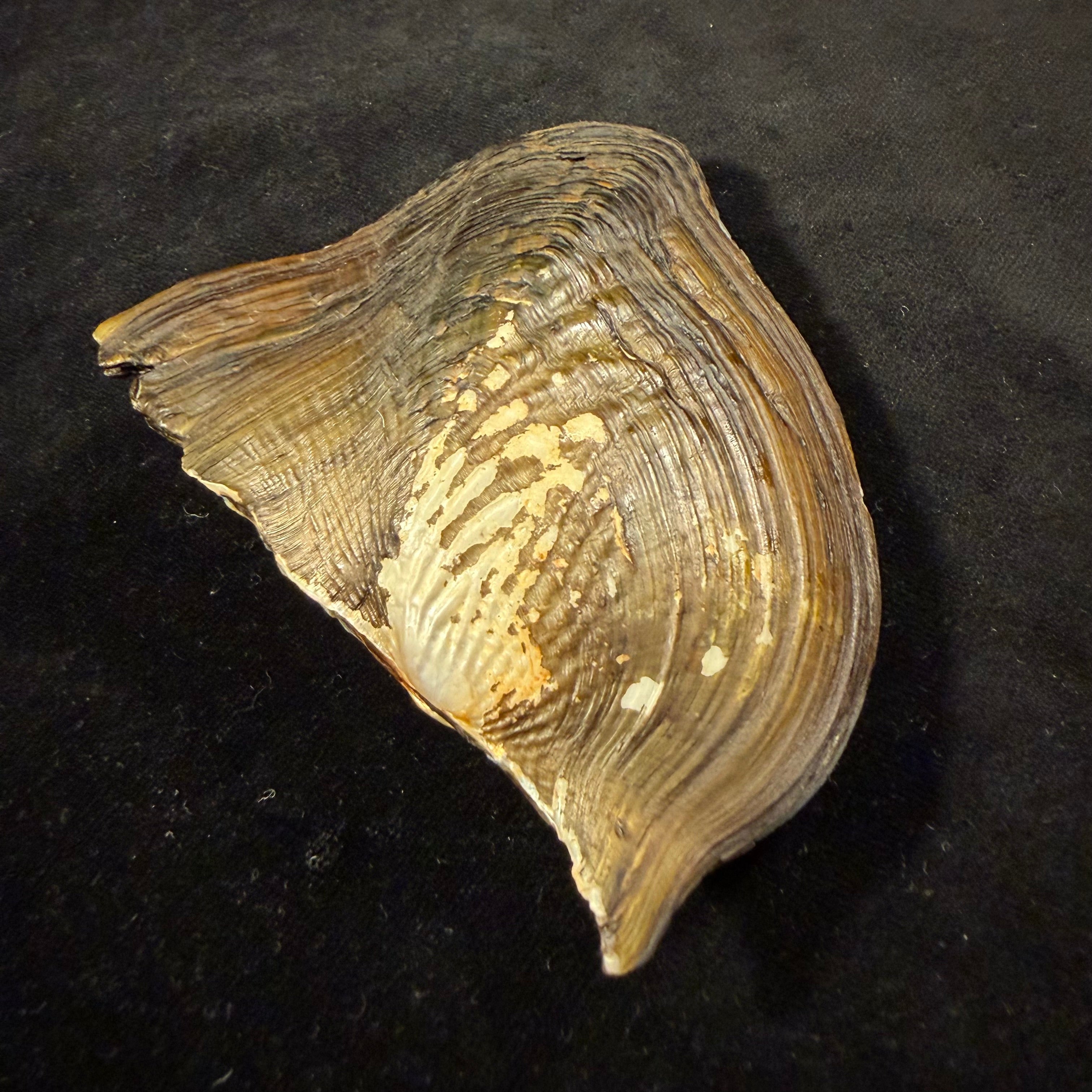 Triplodon corrugatus (Lamarck, 1819) - 108mm
