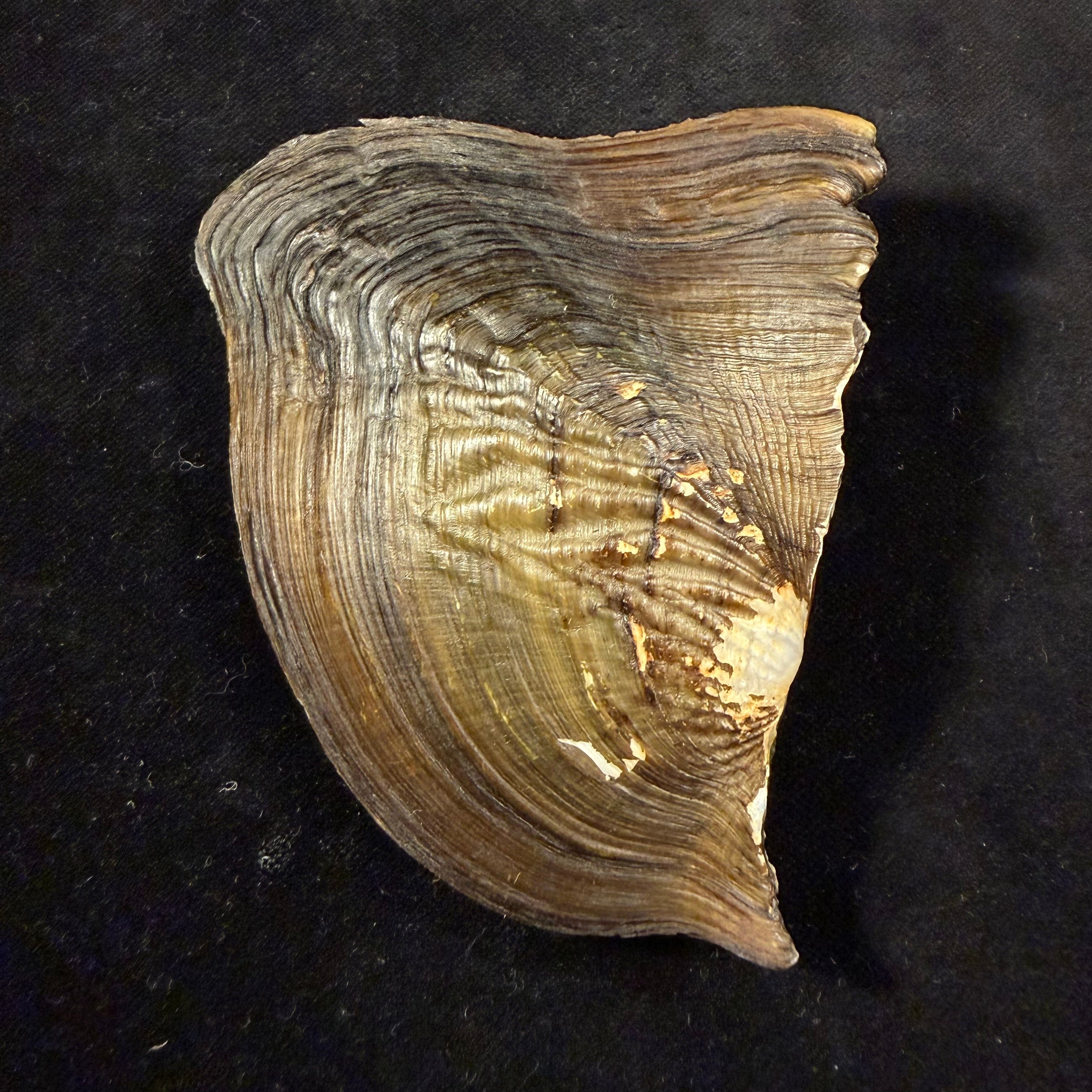 Triplodon corrugatus (Lamarck, 1819) - 108mm