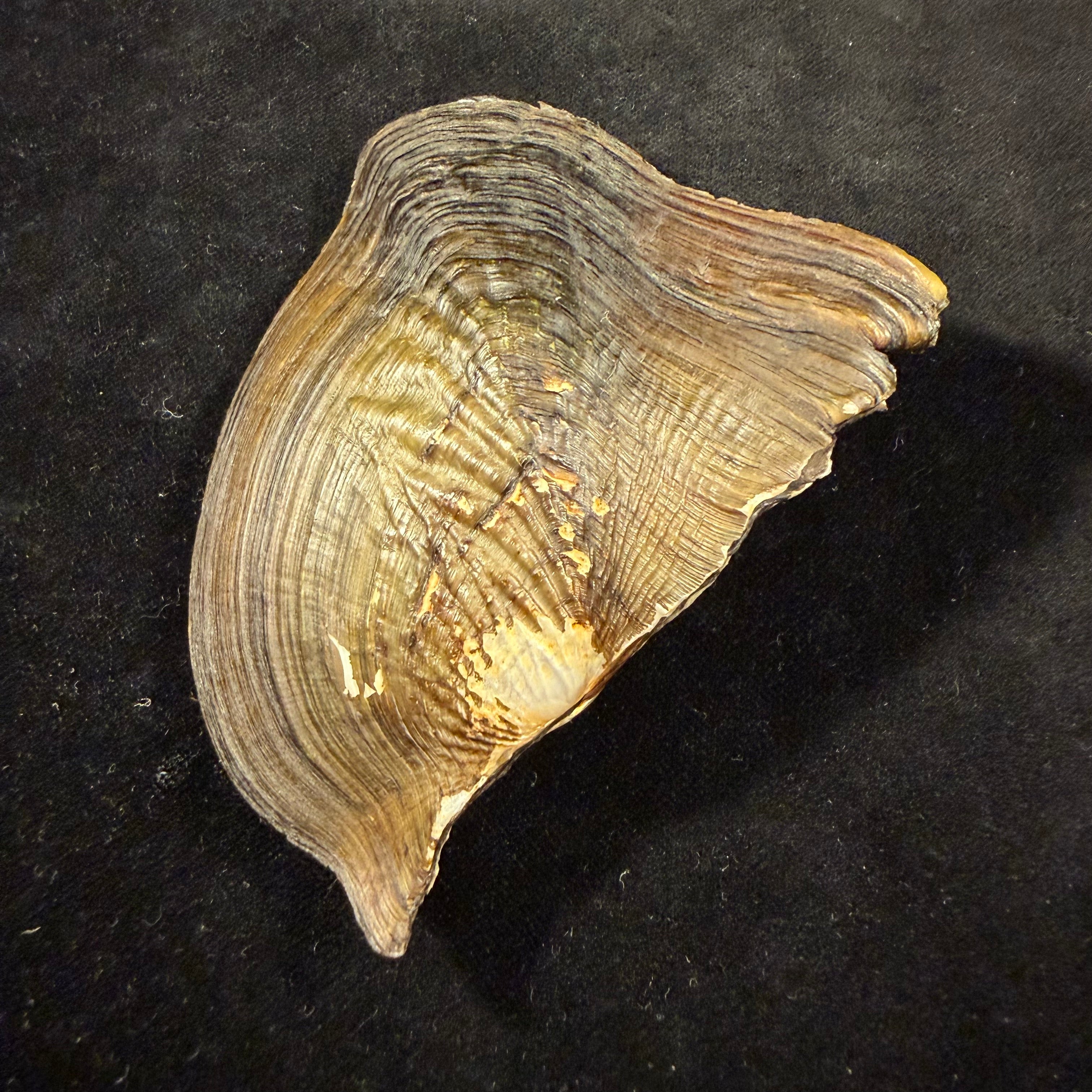 Triplodon corrugatus (Lamarck, 1819) - 108mm