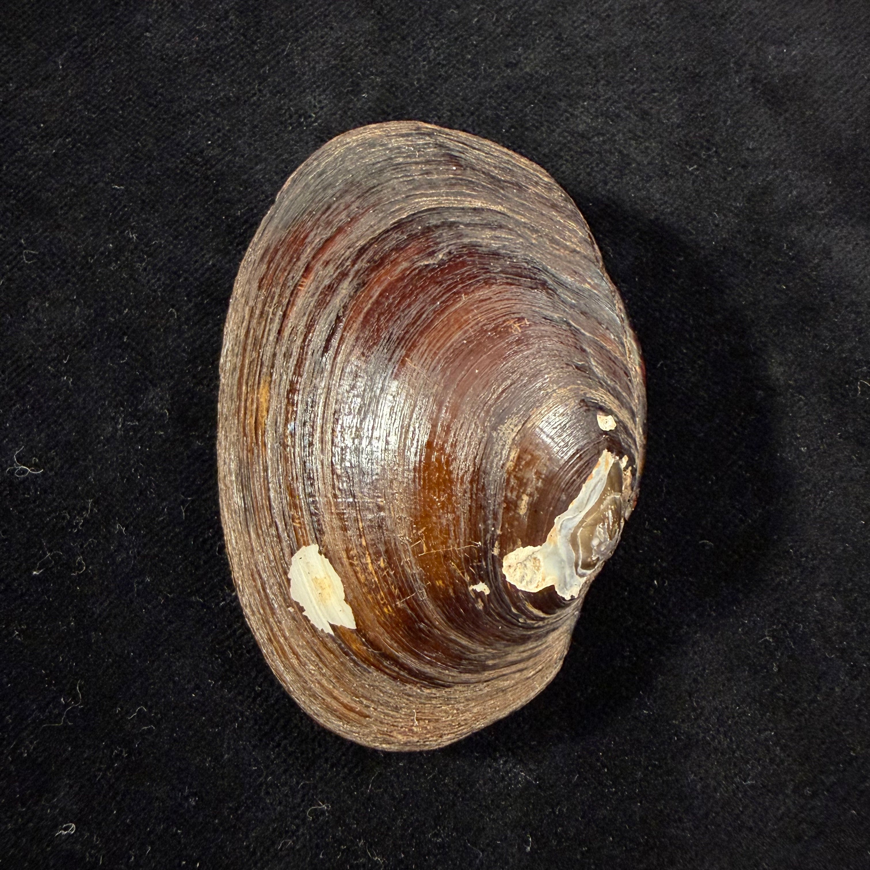 Diplodon deceptus (Simpson, 1914) - 63,6mm
