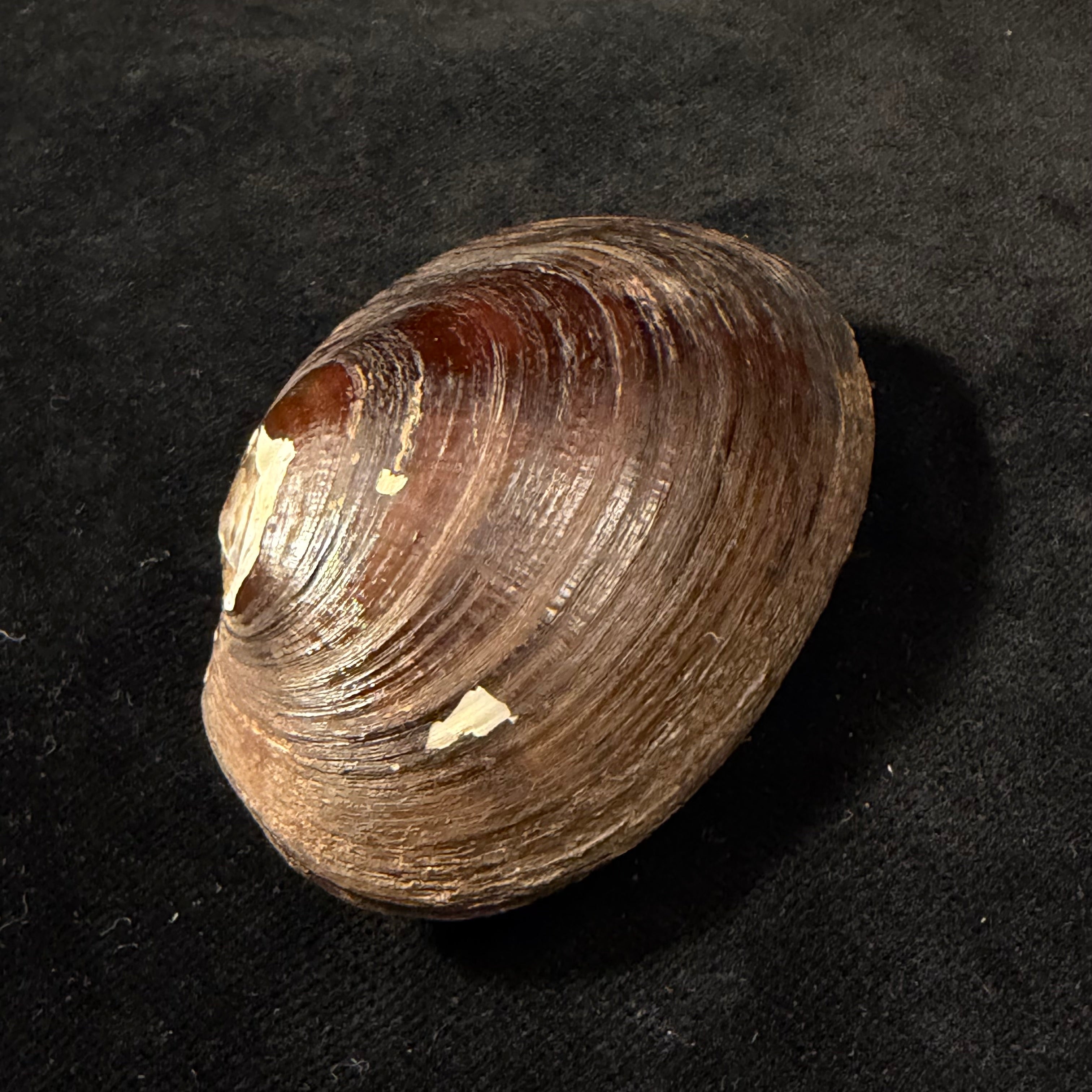 Diplodon deceptus (Simpson, 1914) - 63,6mm