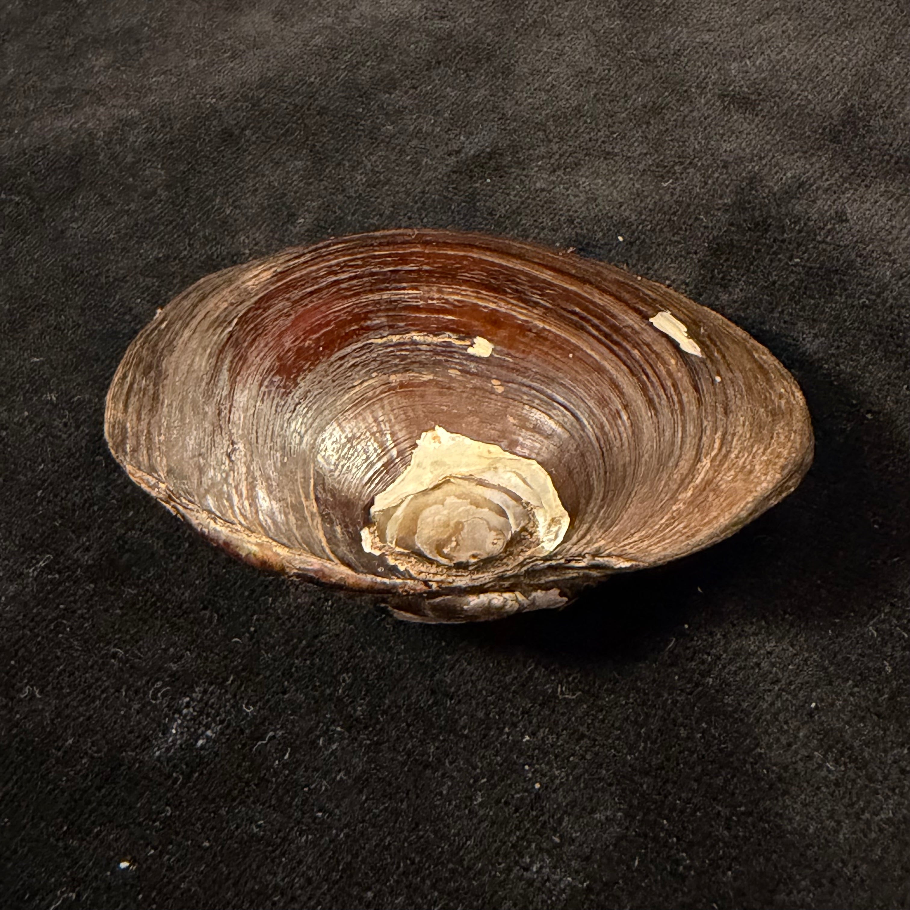 Diplodon deceptus (Simpson, 1914) - 63,6mm