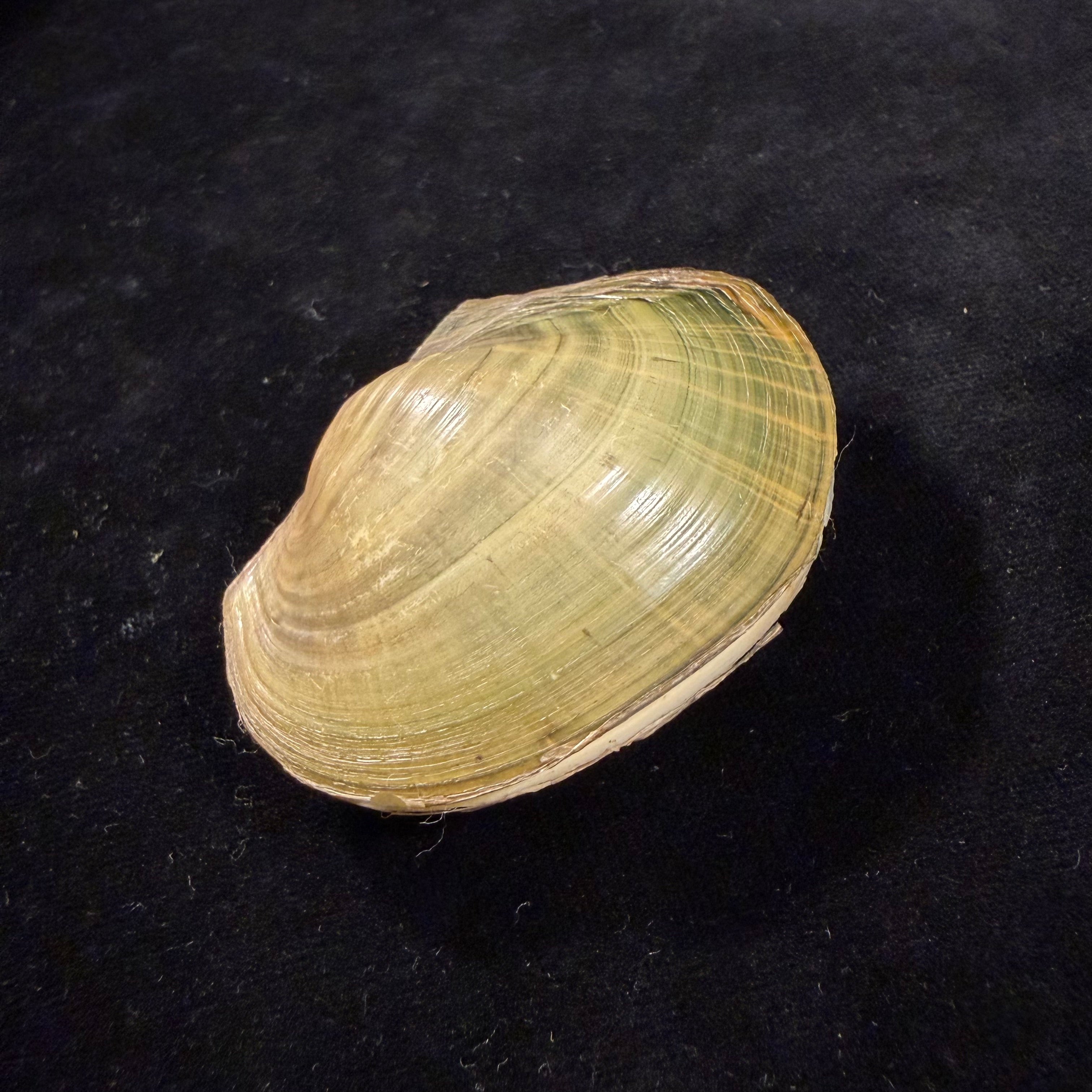 Sinanodonta woodiana (I. Lea, 1834) - 62,6mm