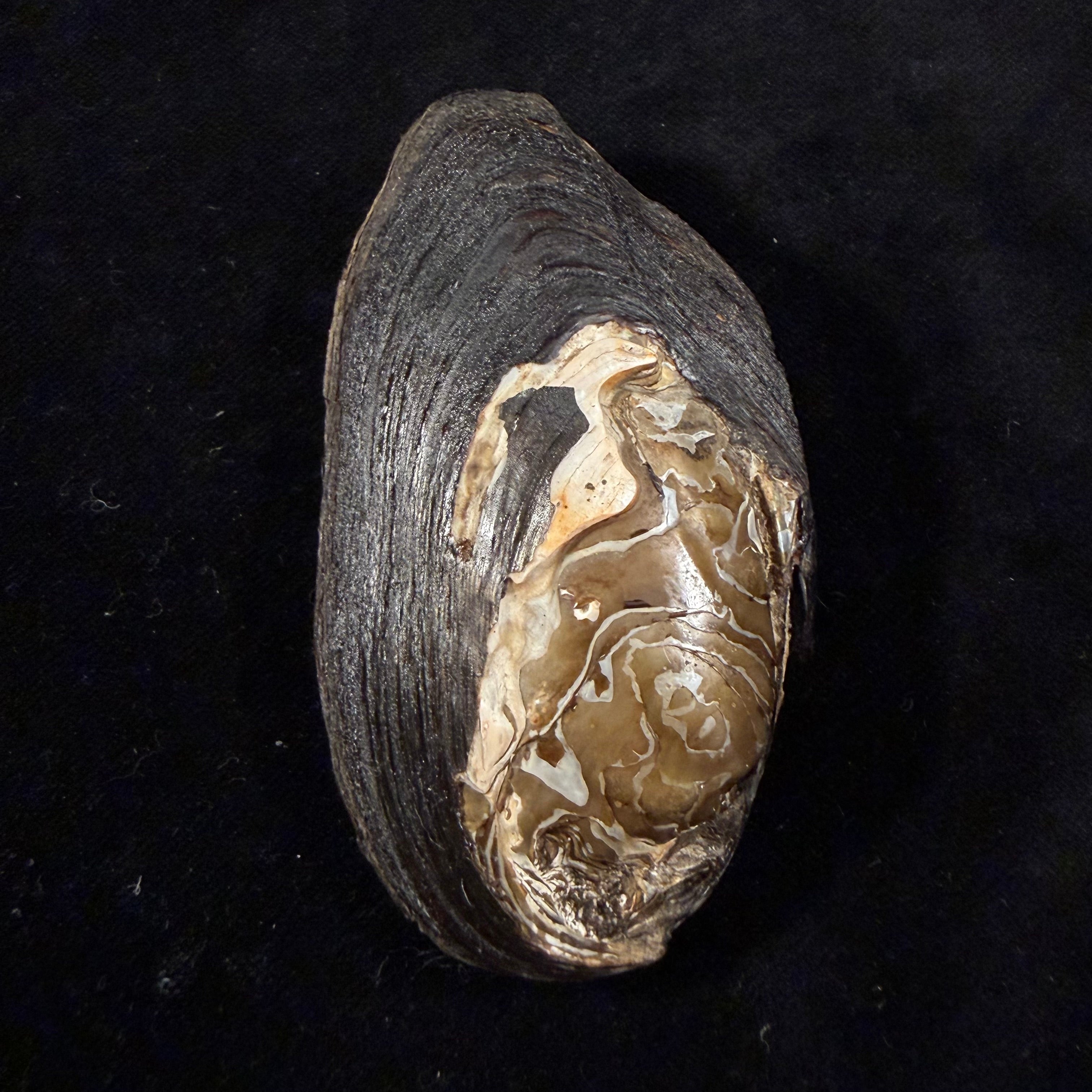 Uniomerus declivis (Say, 1831) - 83mm