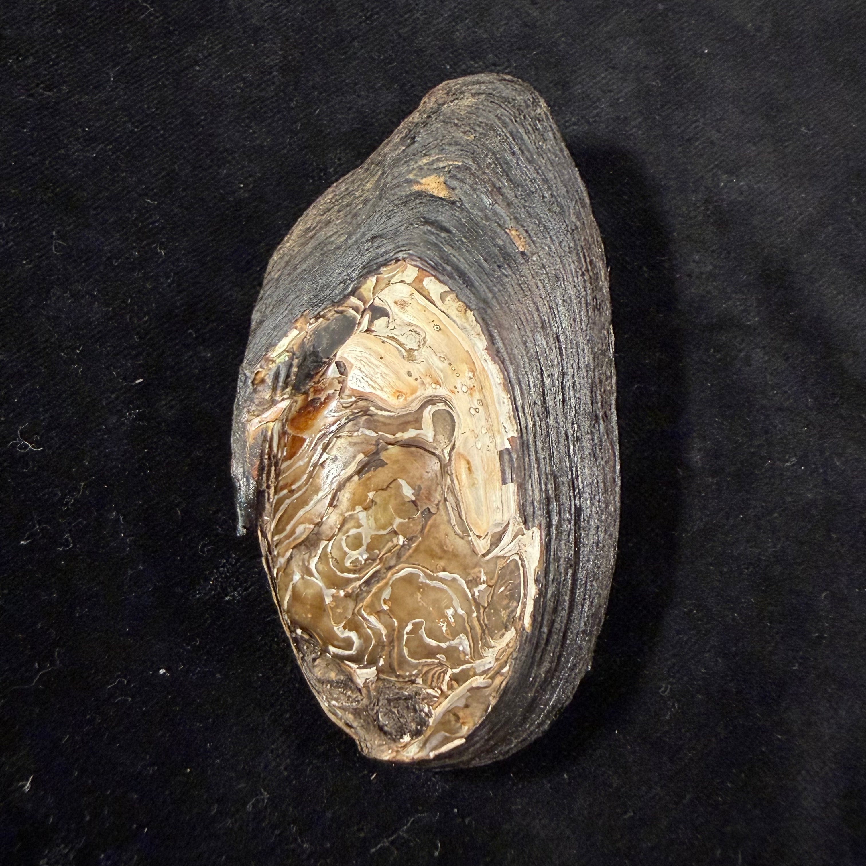 Uniomerus declivis (Say, 1831) - 83mm