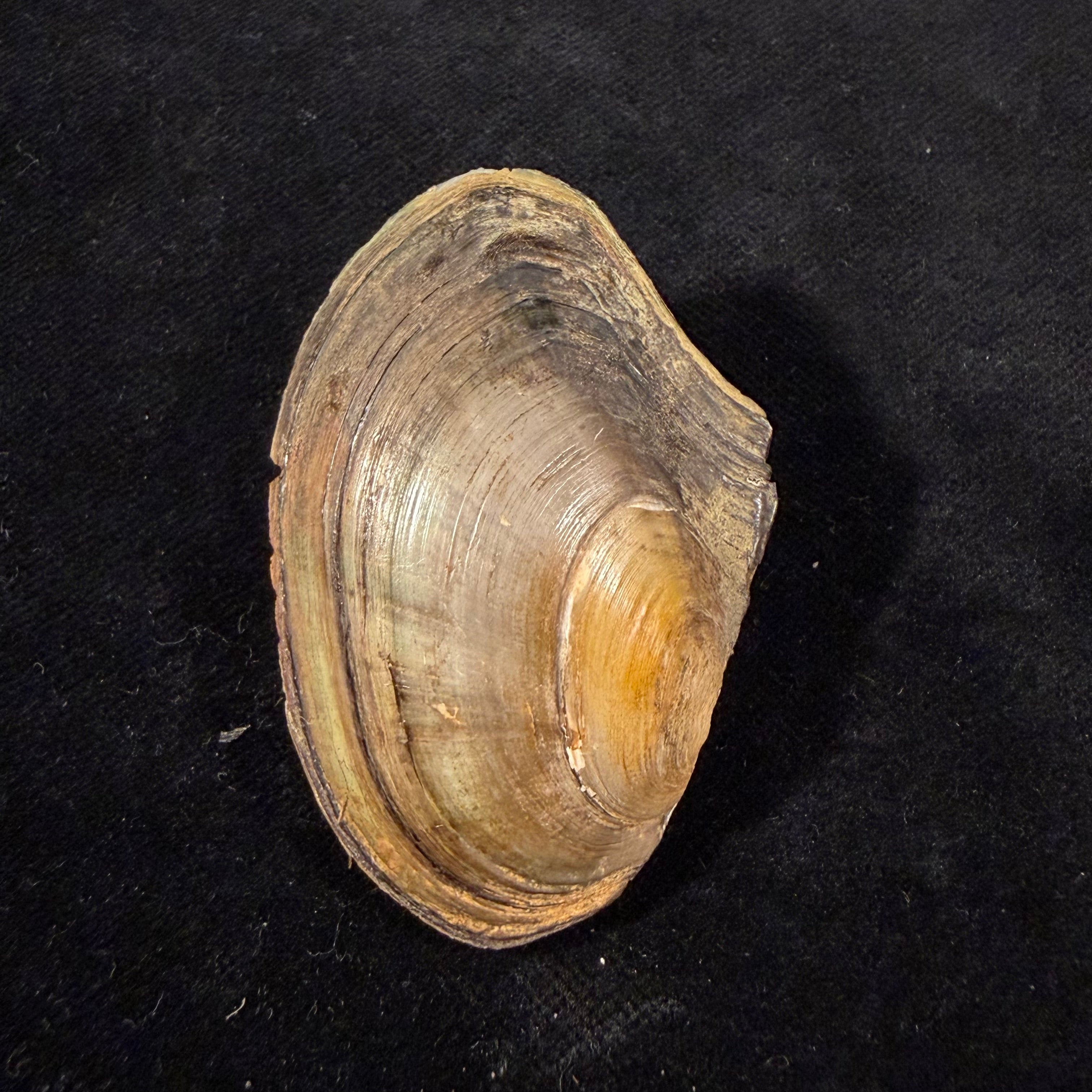 Anodonta cygnea (Linnaeus, 1758) - 56,3mm