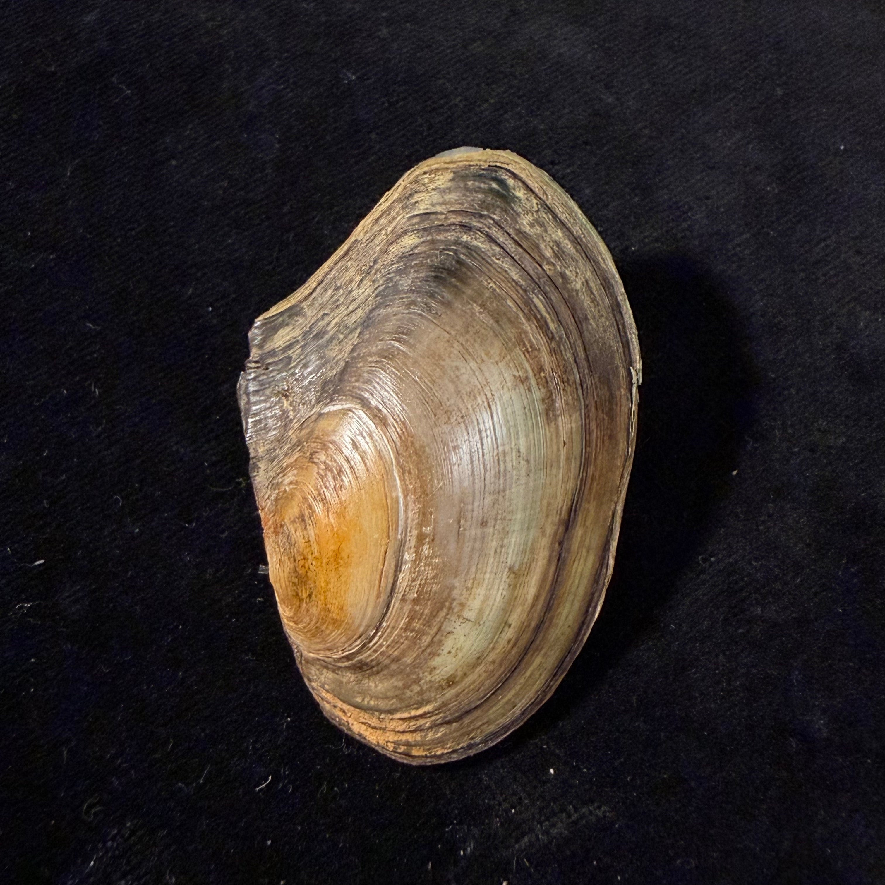 Anodonta cygnea (Linnaeus, 1758) - 56,3mm