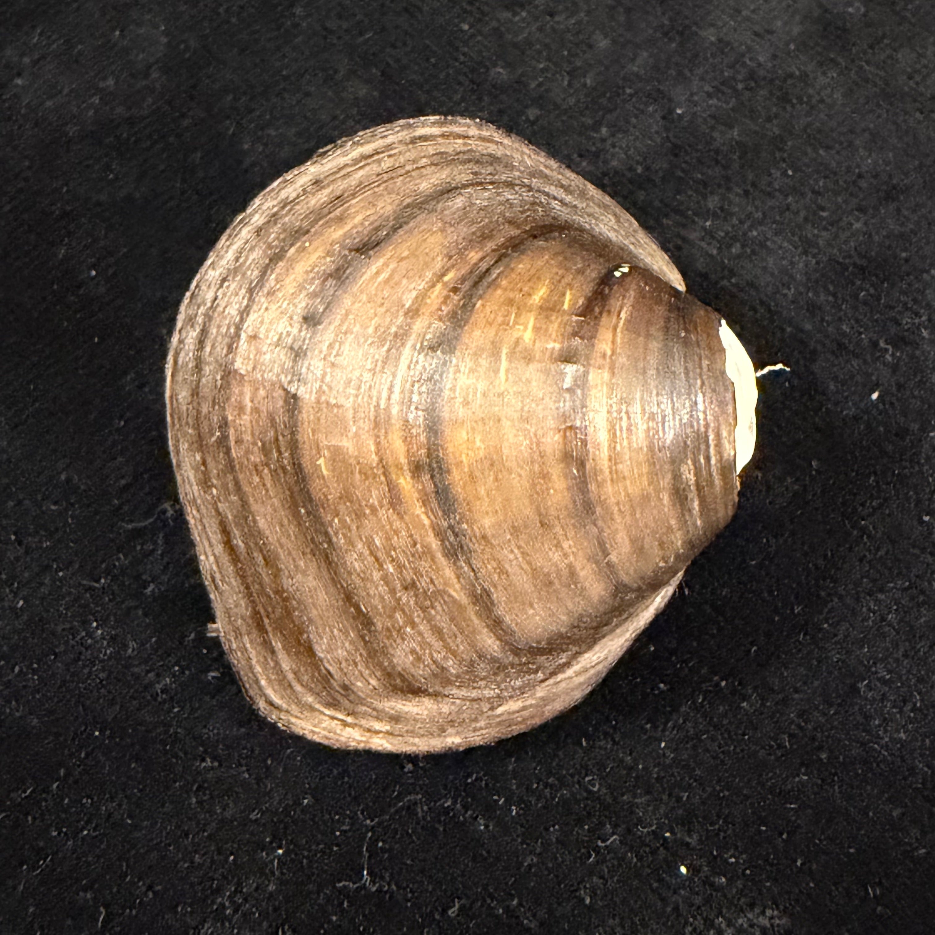 Fusconaia flava (Rafinesque, 1820) - 38,1mm