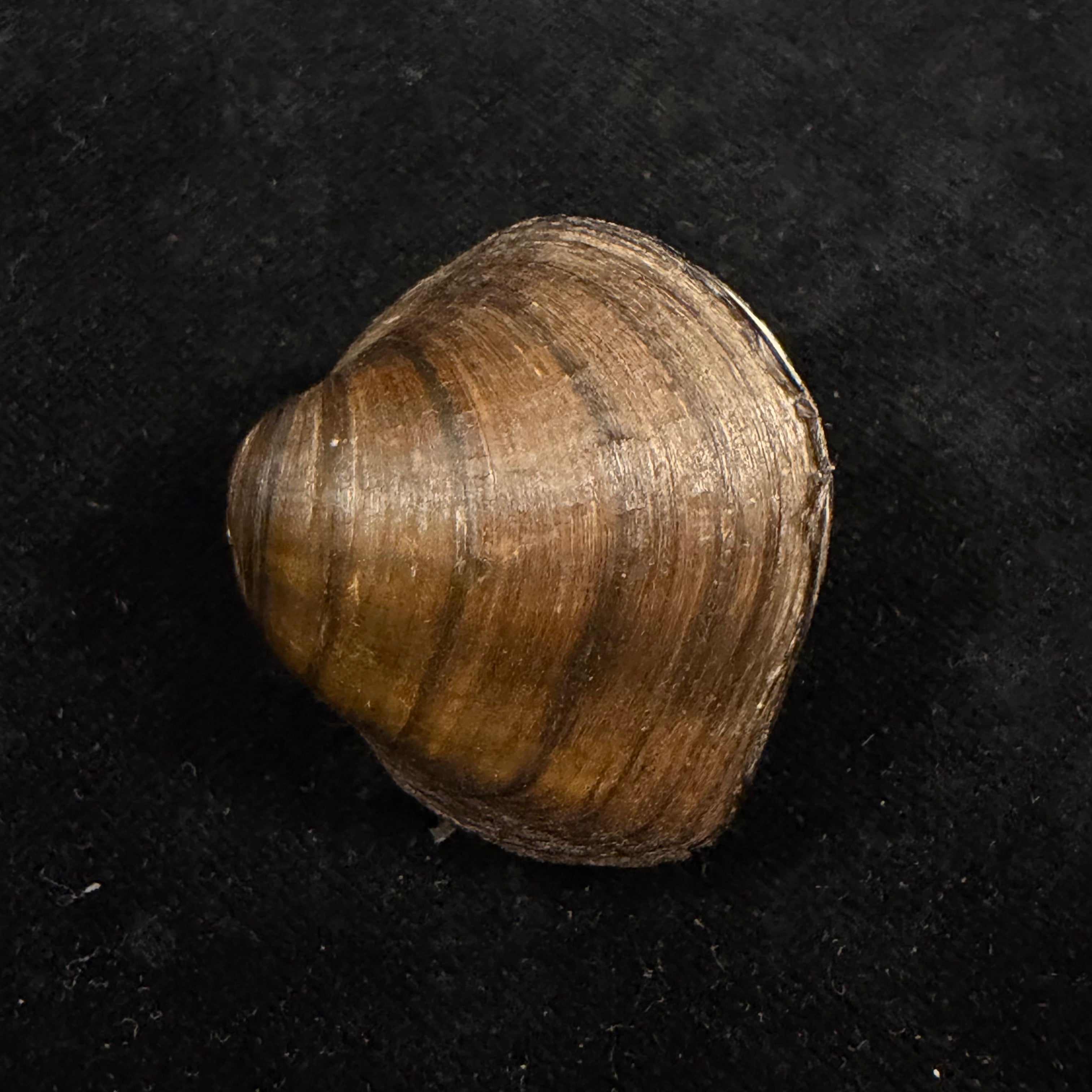 Fusconaia flava (Rafinesque, 1820) - 38,1mm