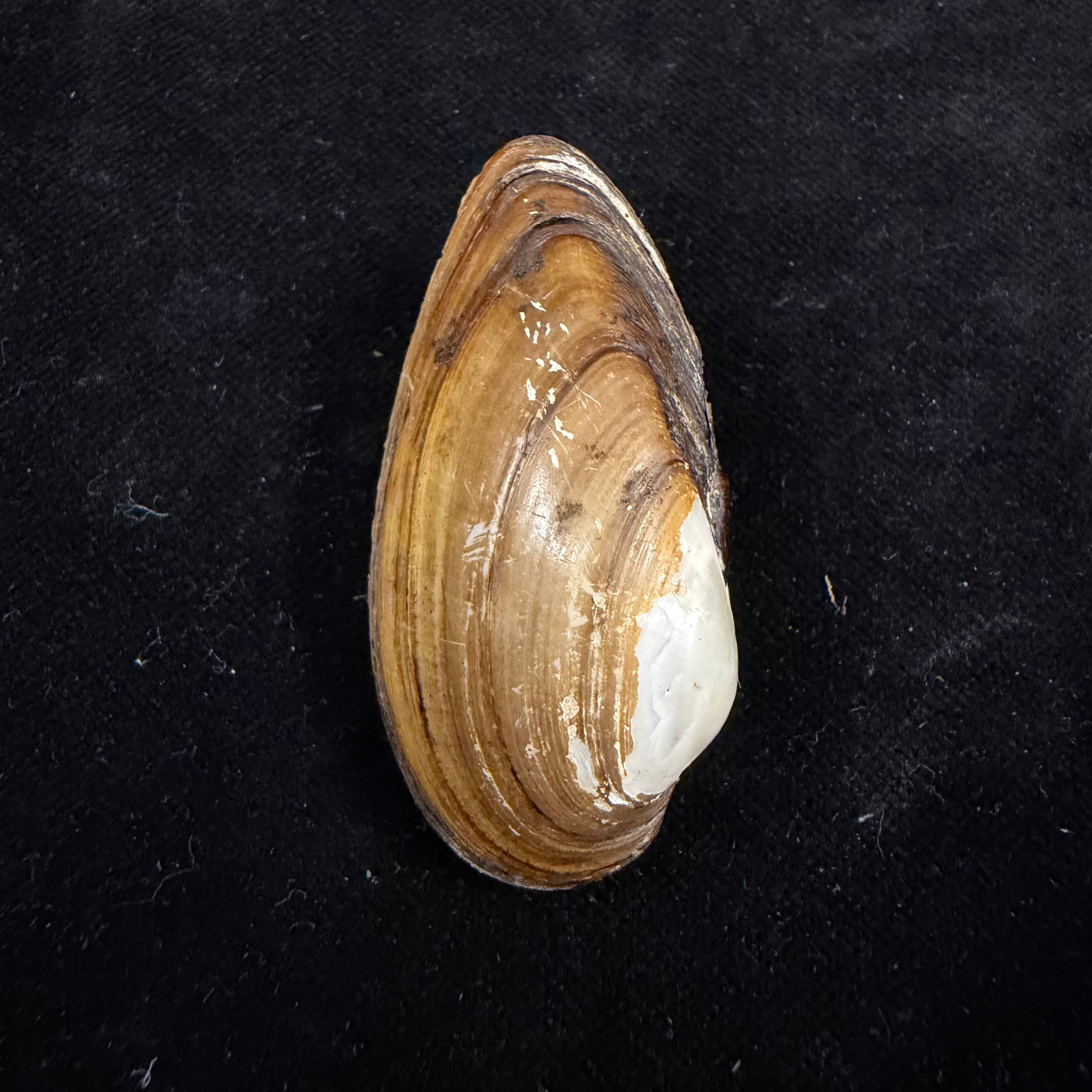 Unio tumidus Philipsson, 1788 - 51,4mm