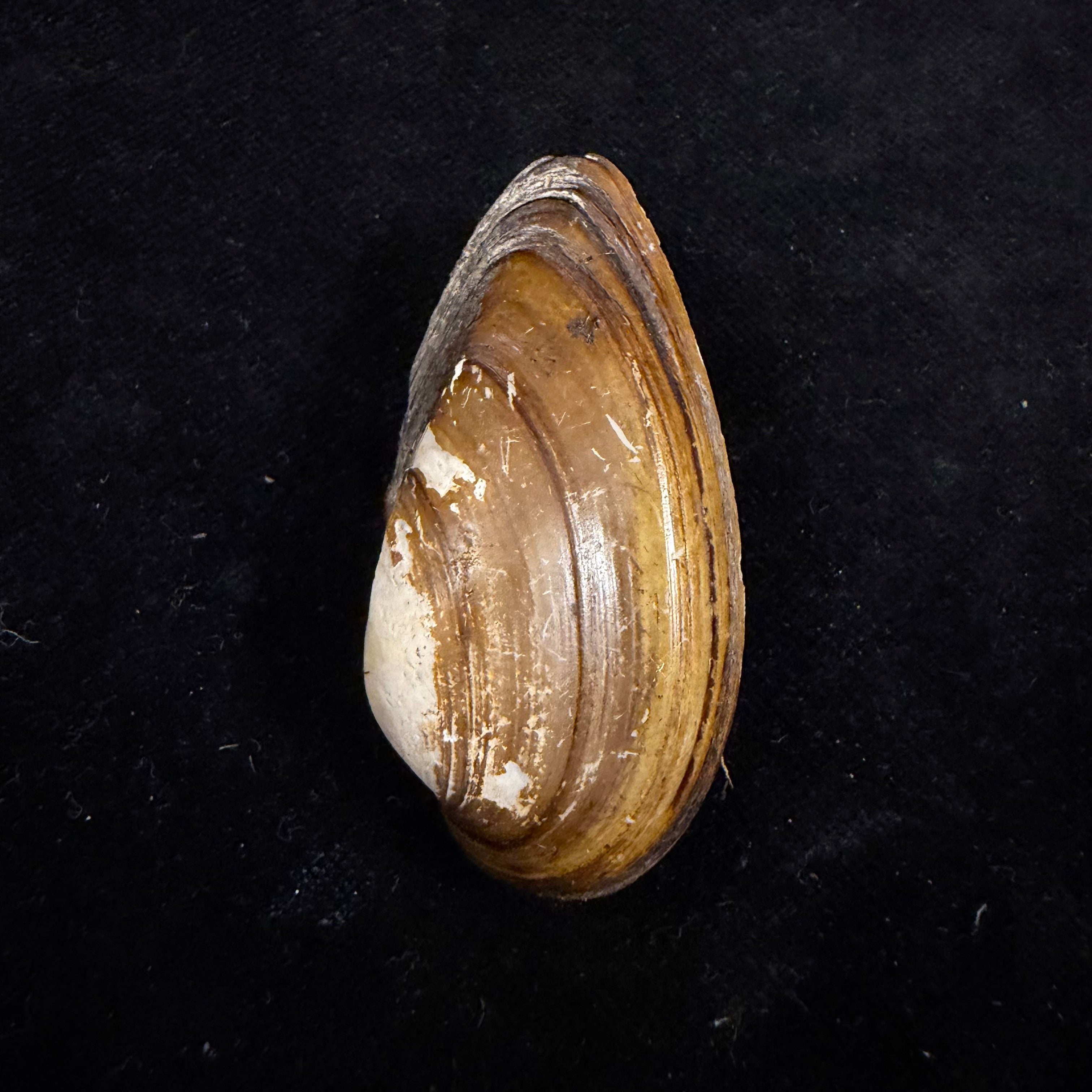 Unio tumidus Philipsson, 1788 - 51,4mm