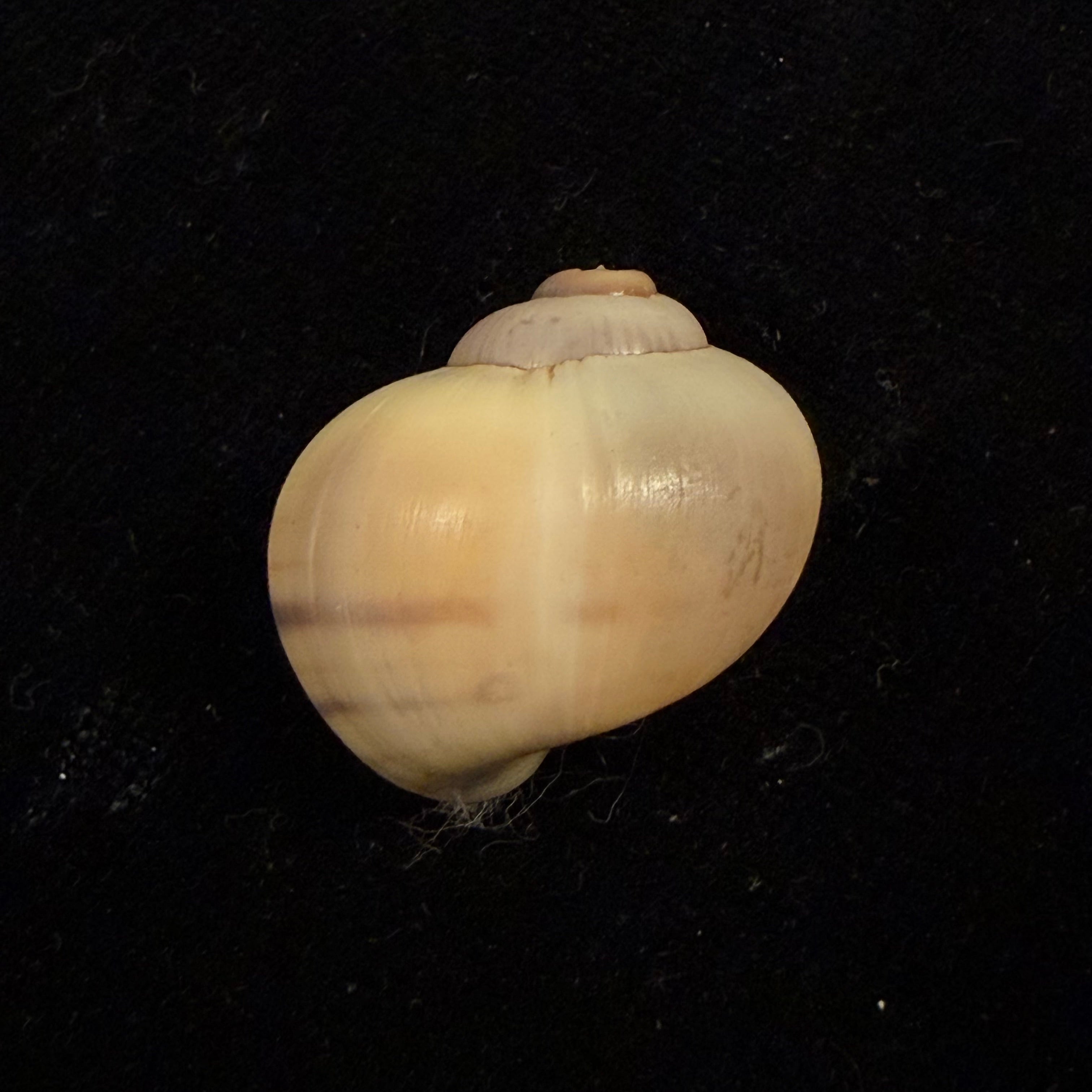 Pomacea minuscula Baker, 1930 - 24,1mm