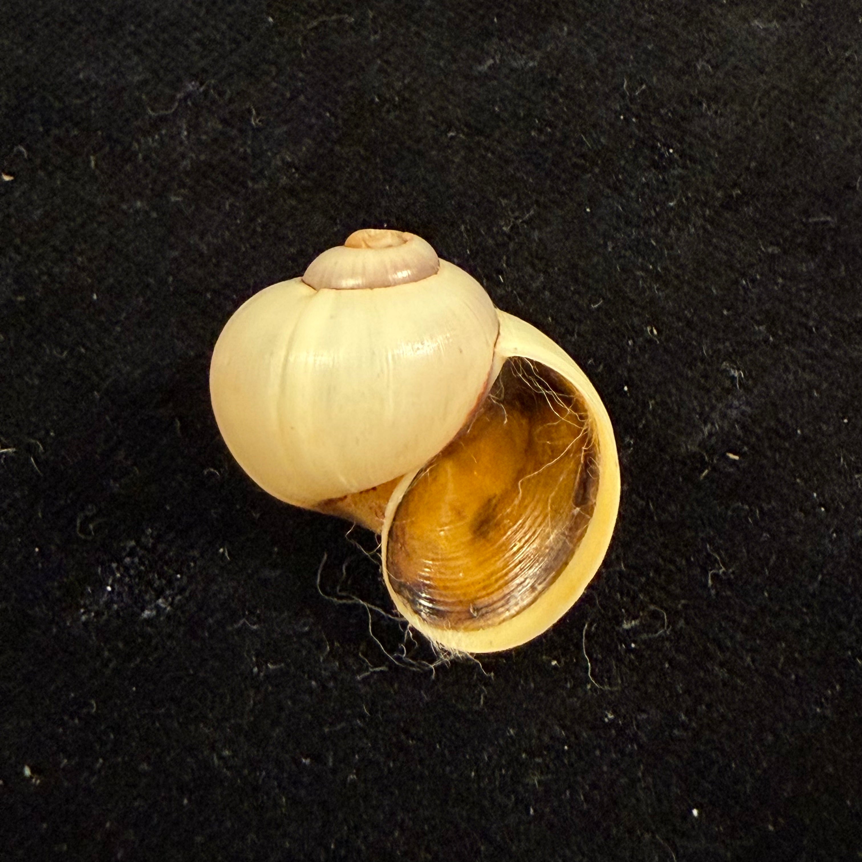 Pomacea minuscula Baker, 1930 - 24,1mm
