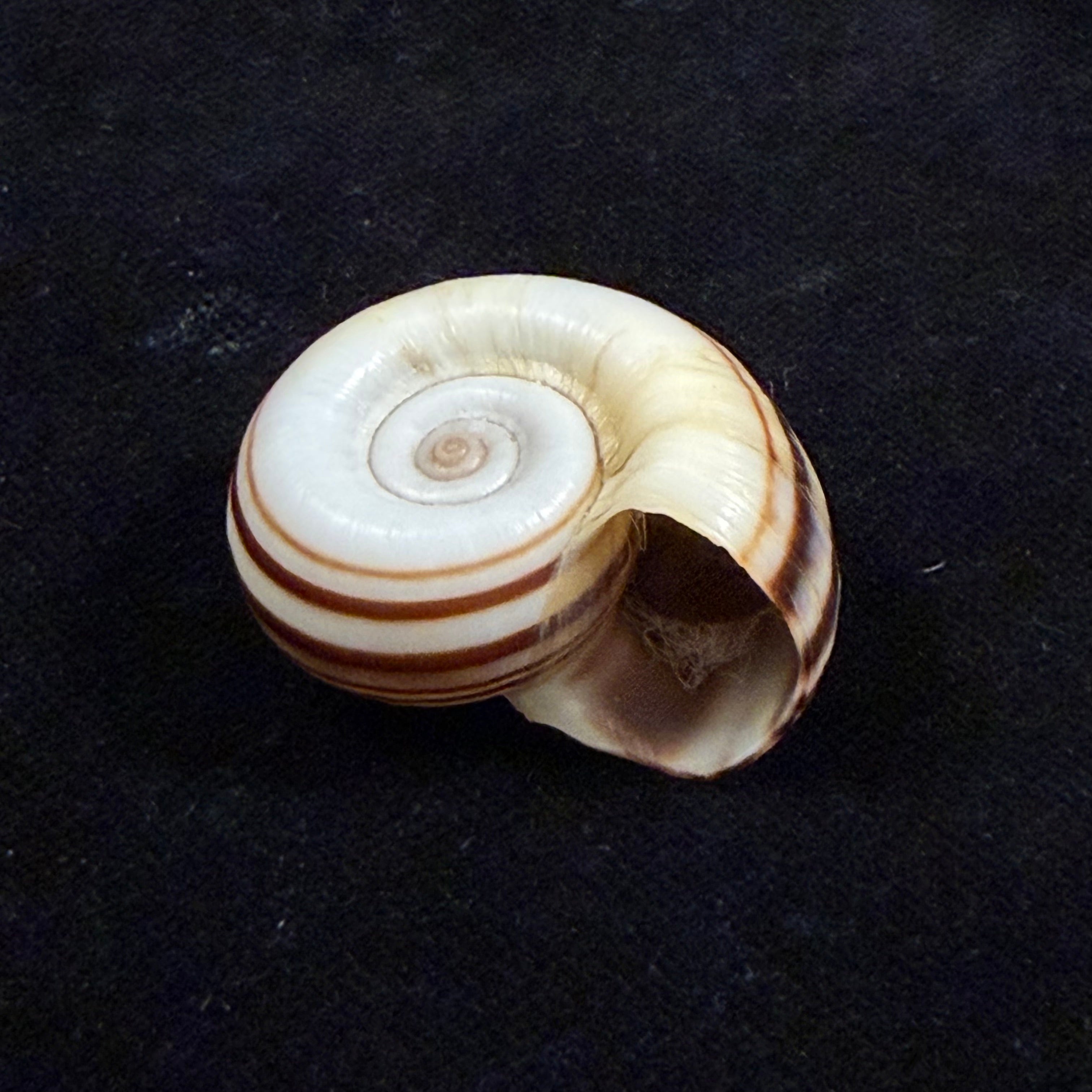 Marisa cornuarietis (Linnaeus, 1758) - 32,4mm