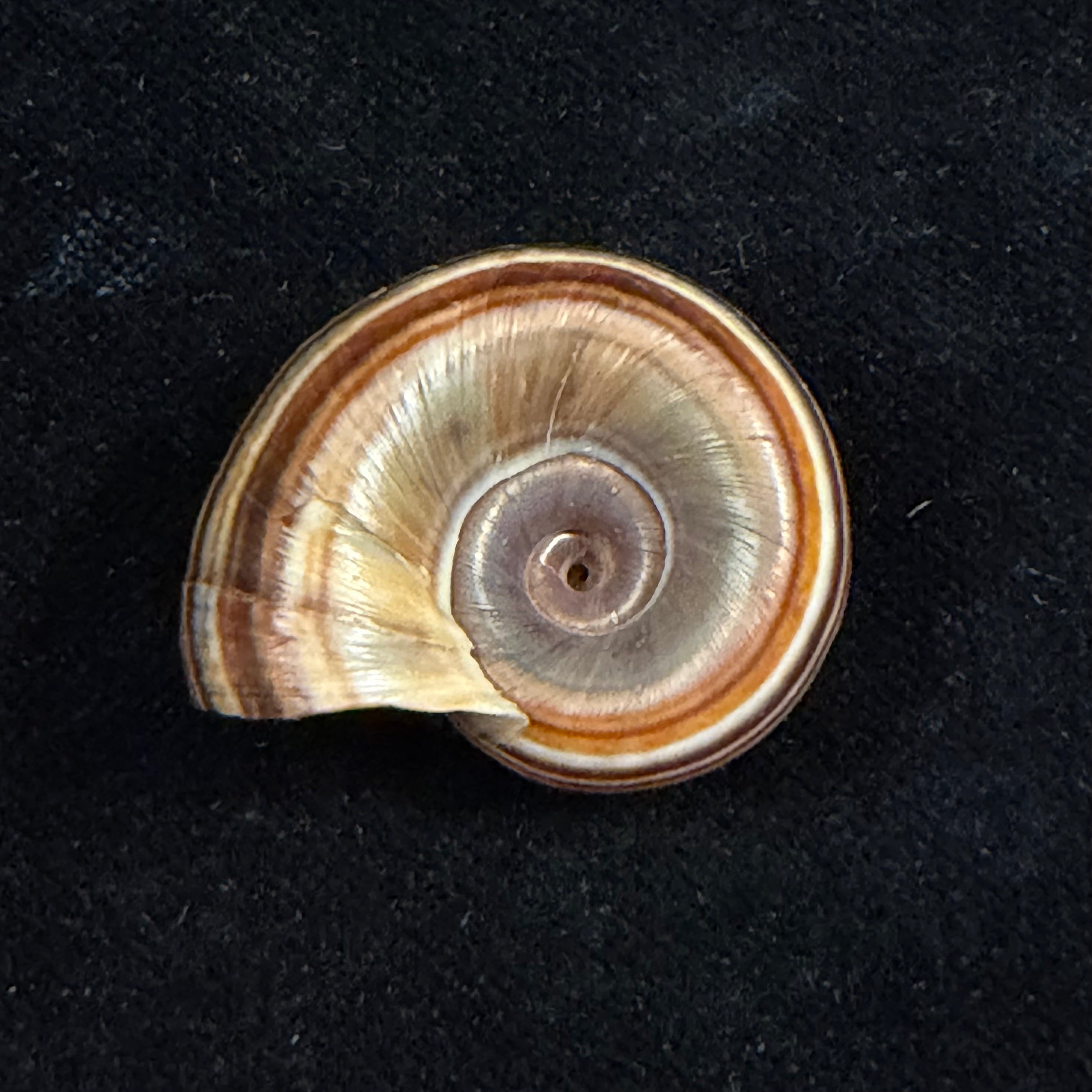 Marisa cornuarietis (Linnaeus, 1758) - 32,4mm