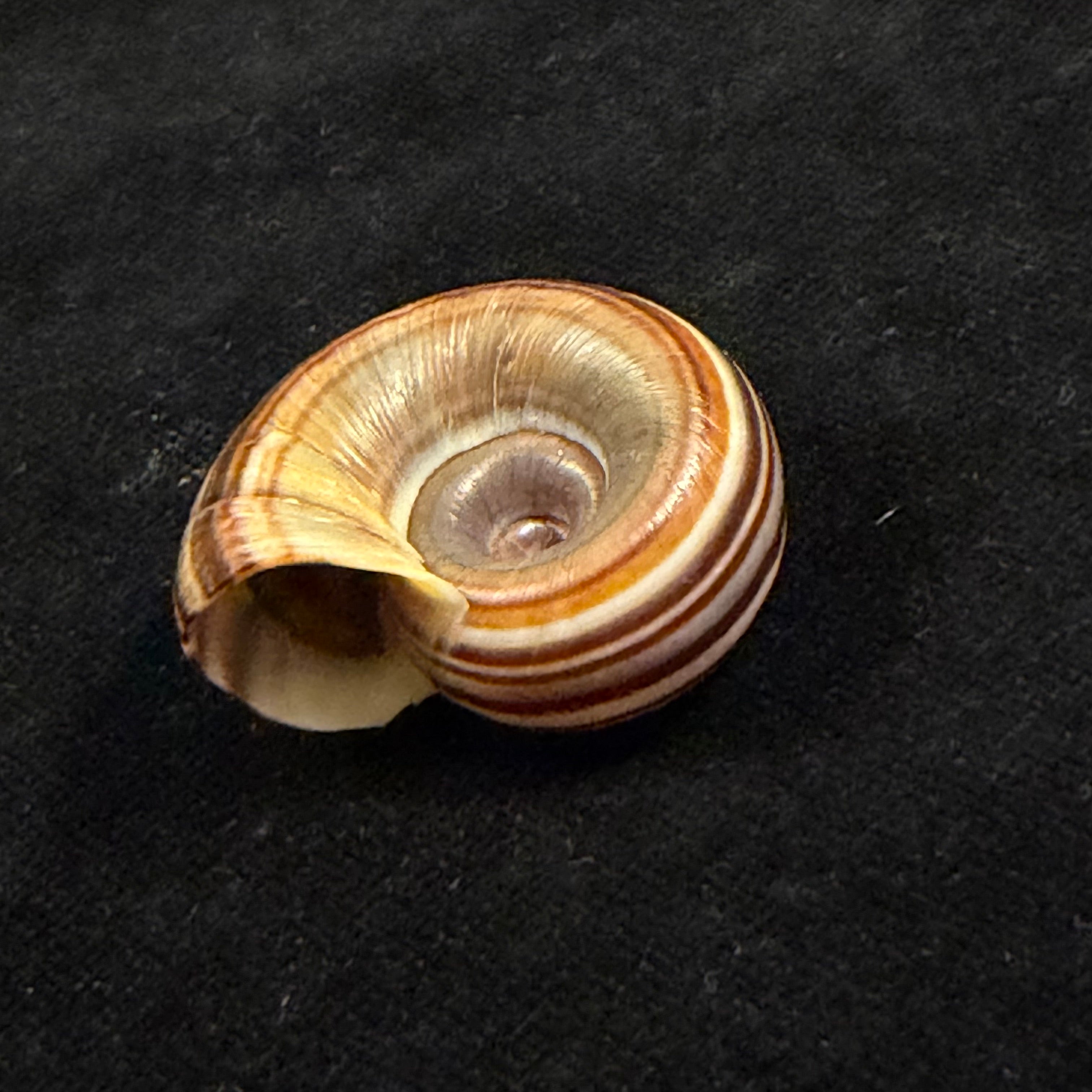 Marisa cornuarietis (Linnaeus, 1758) - 32,4mm