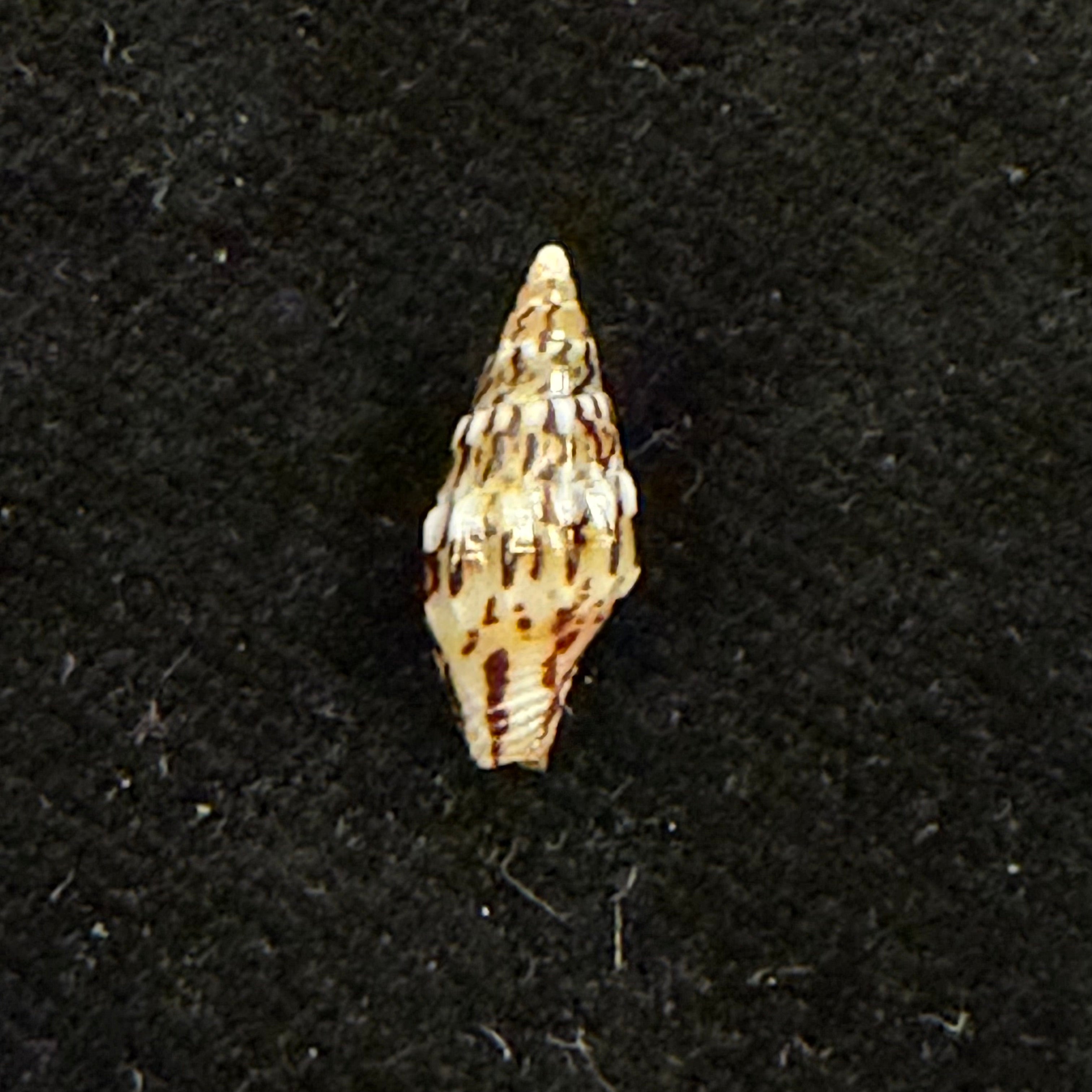 Anachis fauroti (Jousseaume, 1888) - 12,7mm