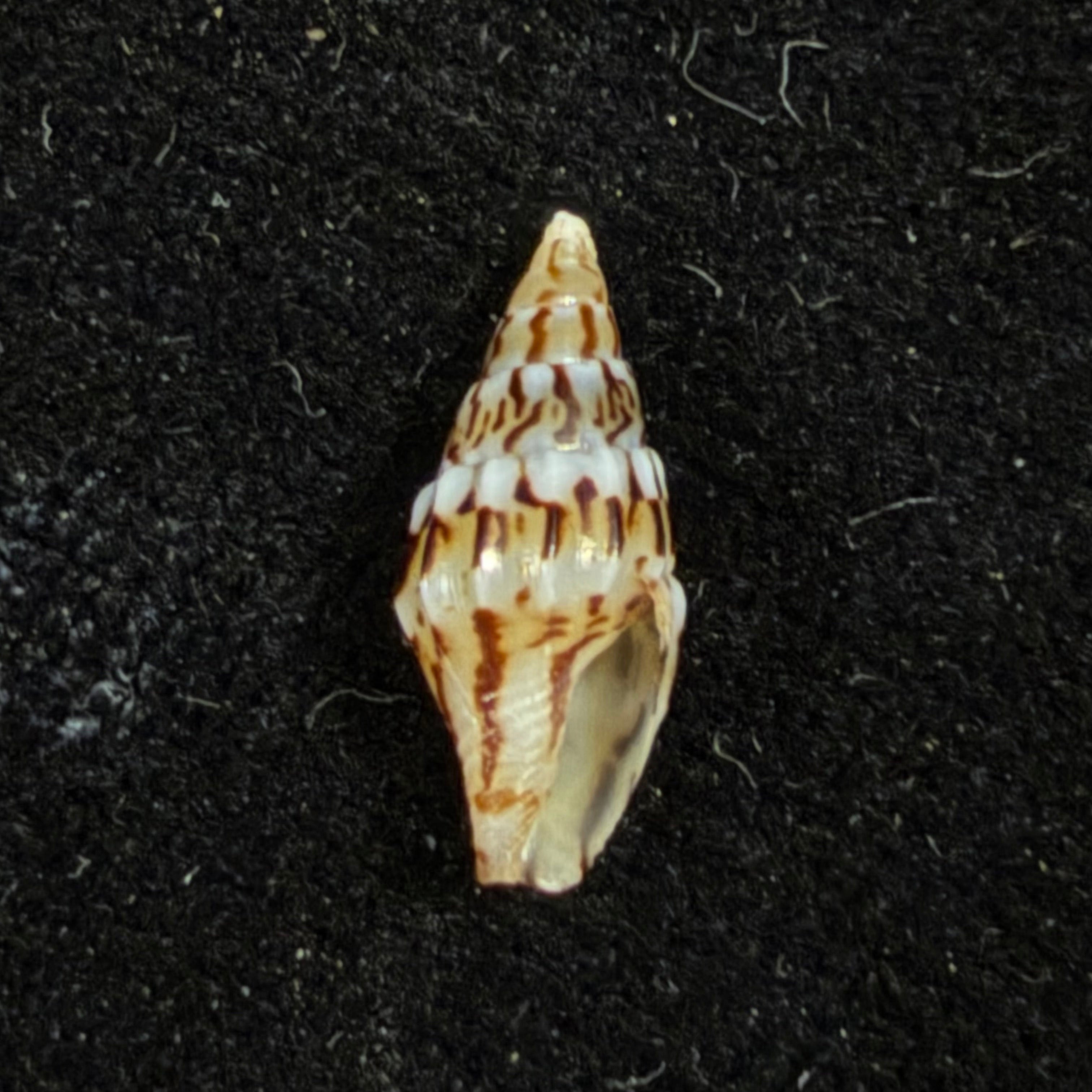 Anachis fauroti (Jousseaume, 1888) - 12,7mm