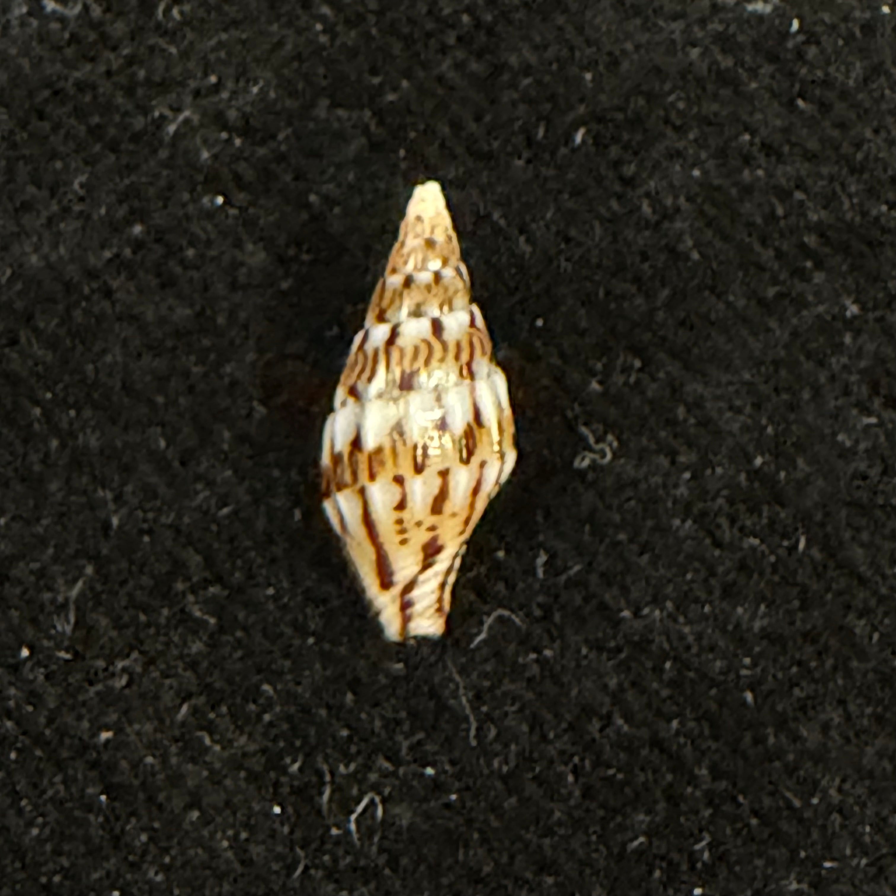 Anachis fauroti (Jousseaume, 1888) - 13,8mm