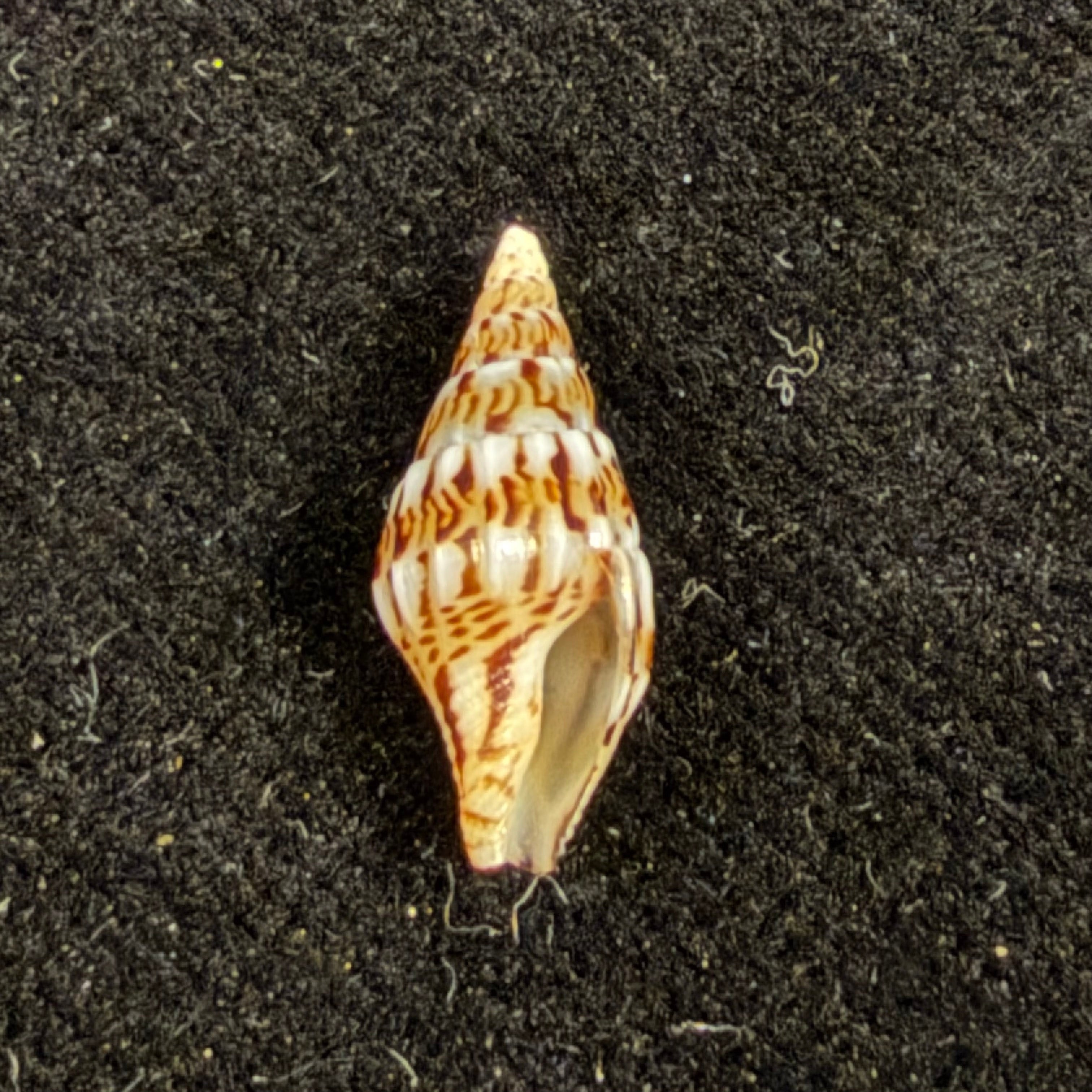 Anachis fauroti (Jousseaume, 1888) - 13,8mm