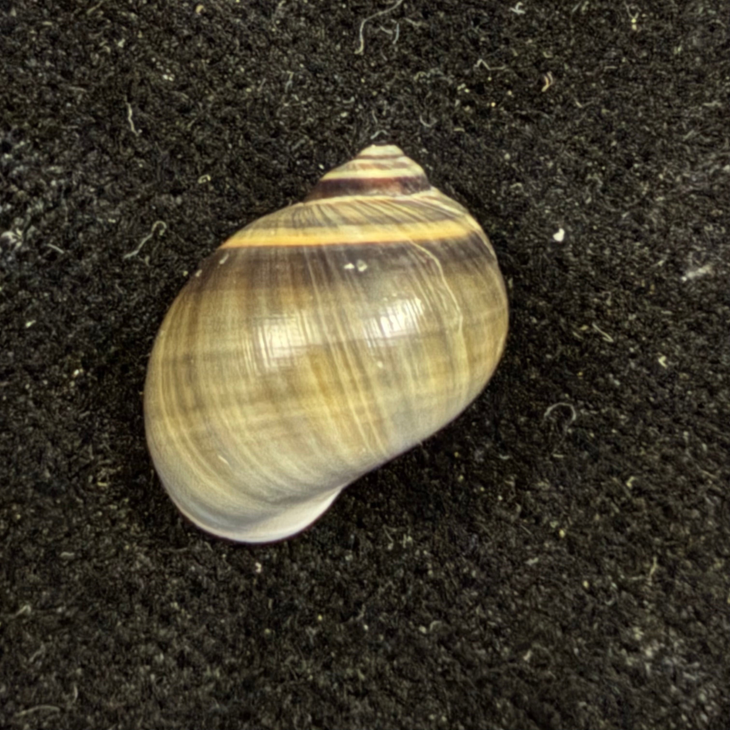 Natica unifasciata Lamarck, 1822 - 16,1mm