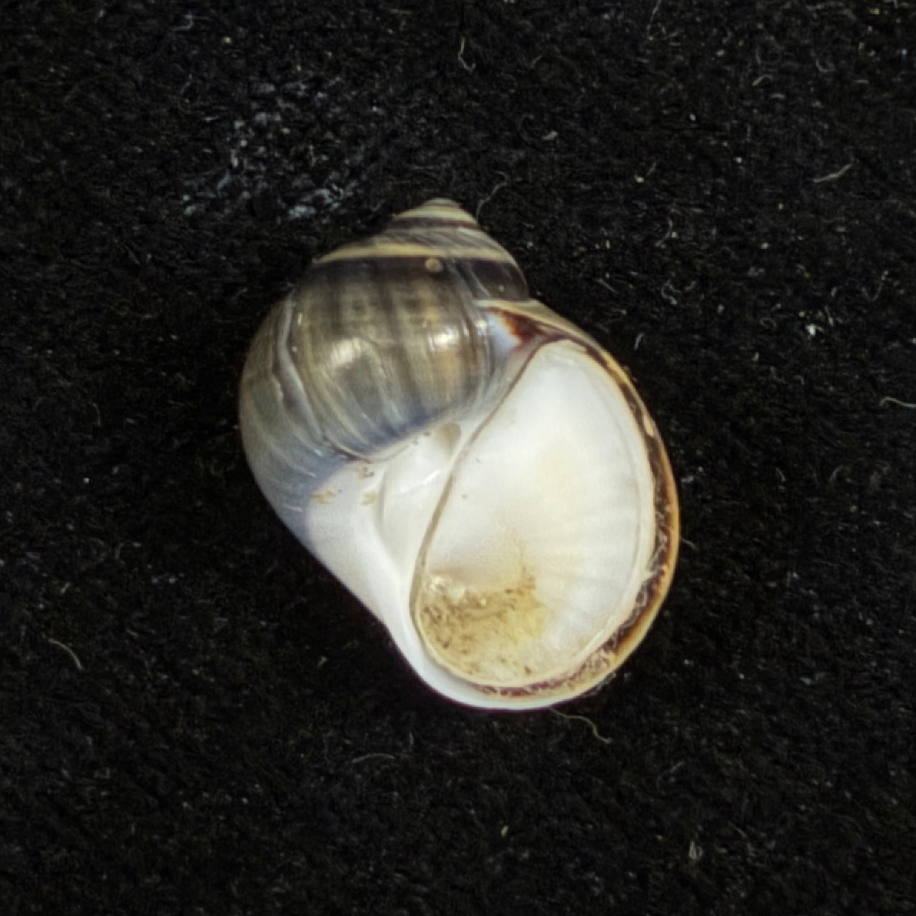 Natica unifasciata Lamarck, 1822 - 16,1mm