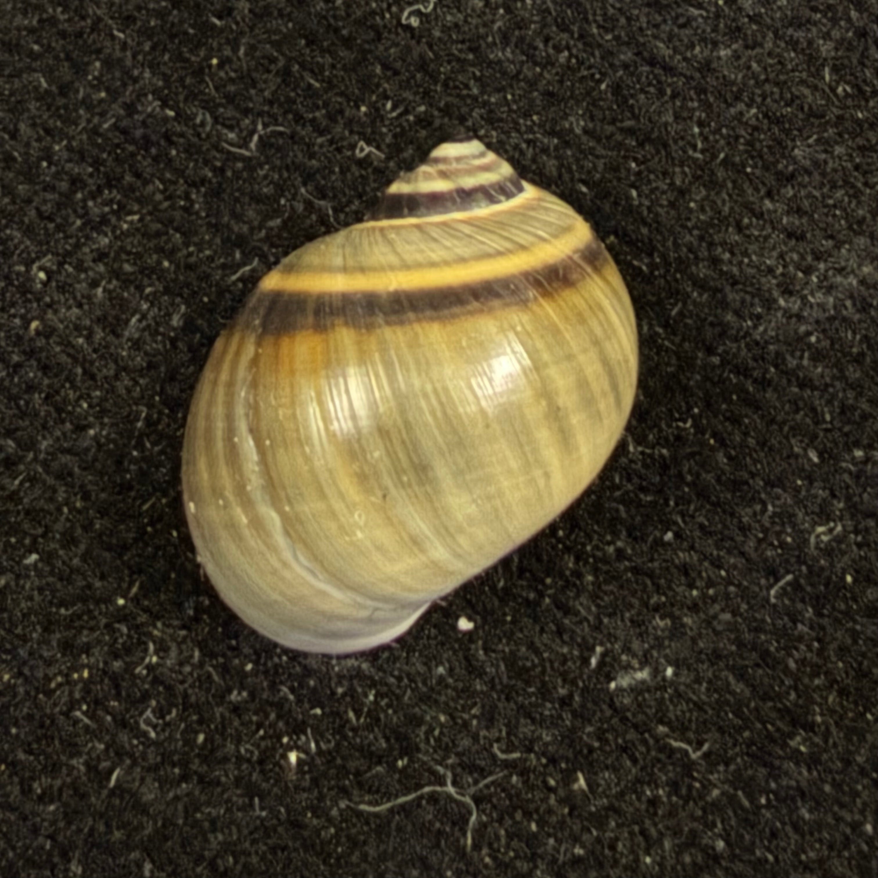 Natica unifasciata Lamarck, 1822 - 17,2mm