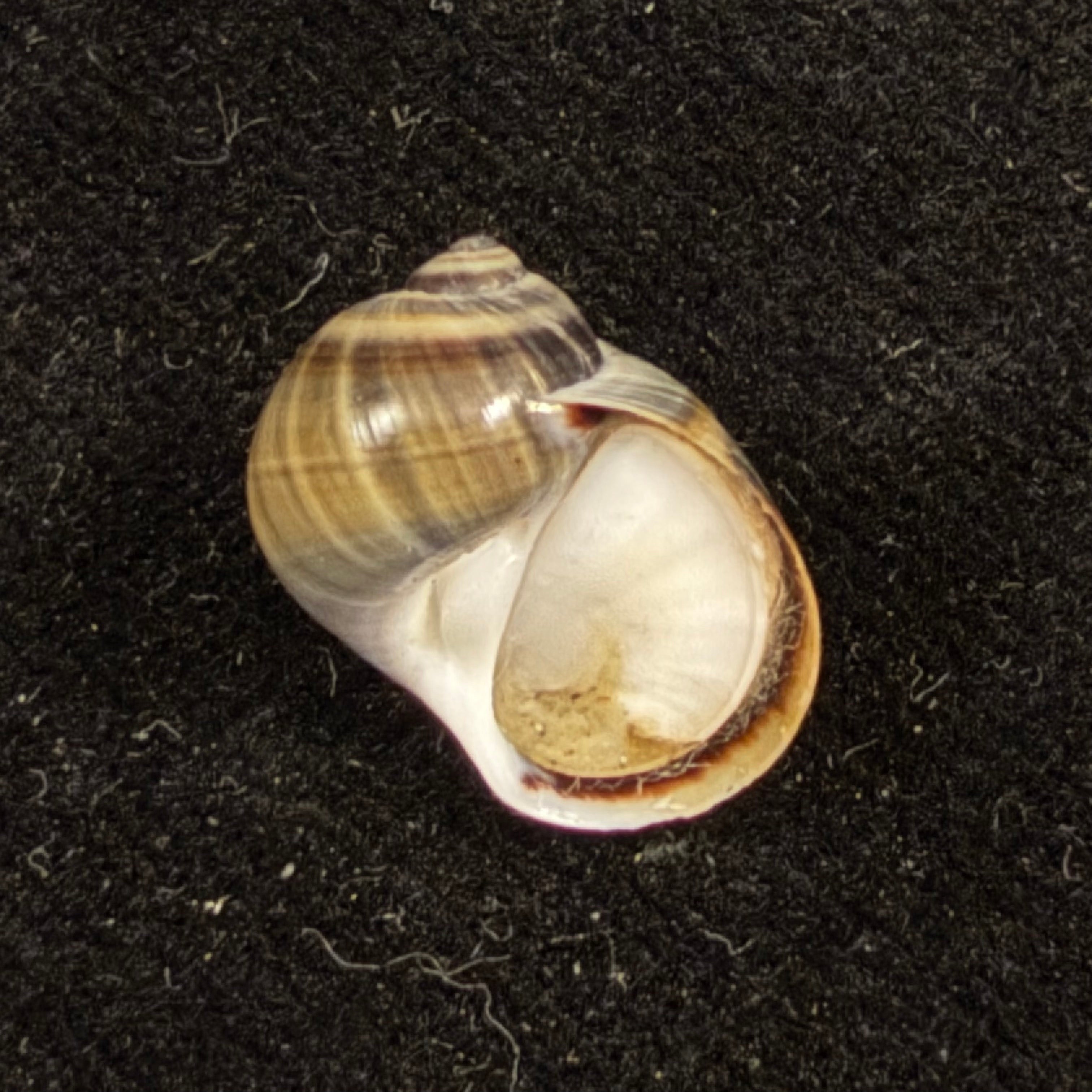 Natica unifasciata Lamarck, 1822 - 15,3mm