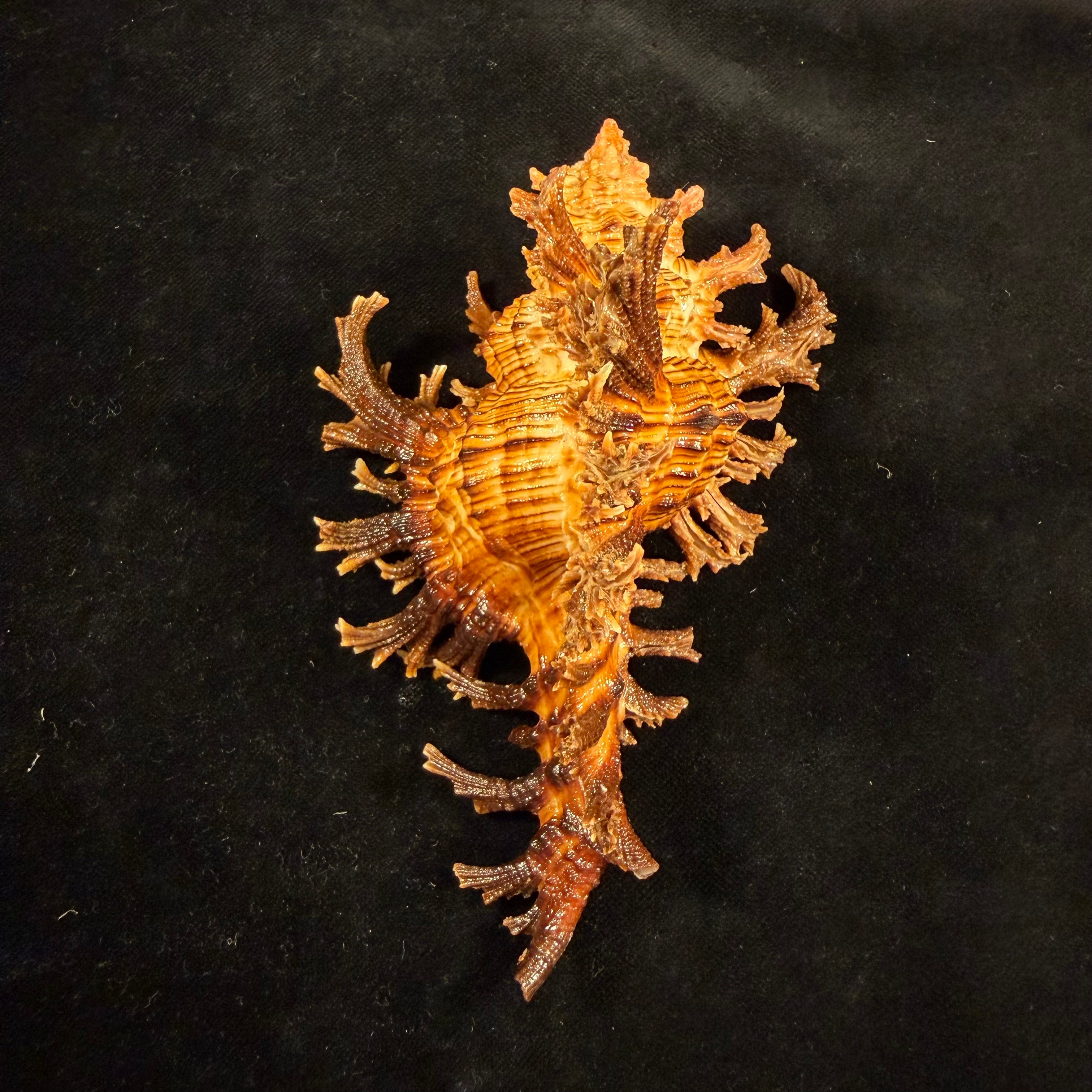 Chicoreus spectrum (Reeve, 1846) - 133mm