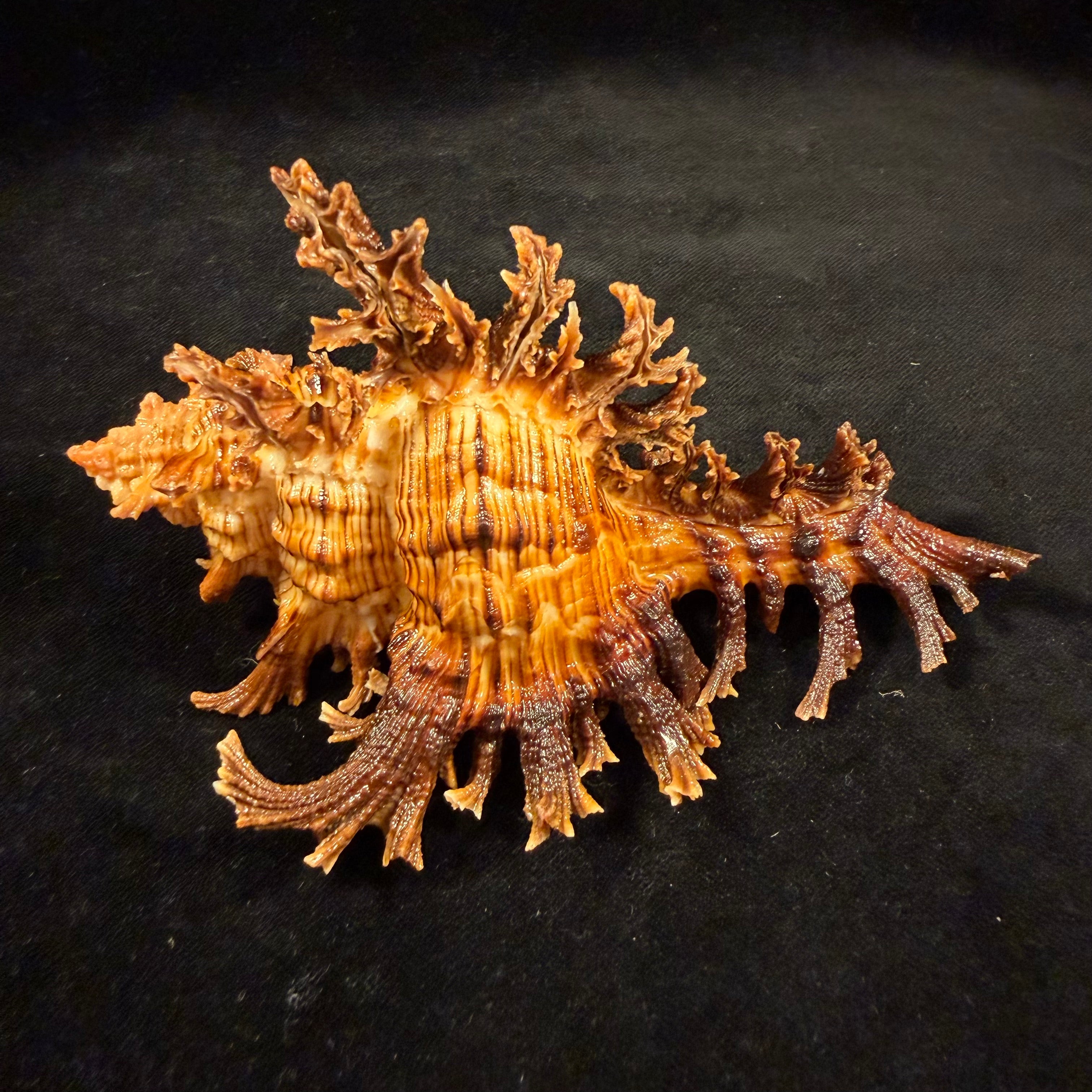 Chicoreus spectrum (Reeve, 1846) - 133mm