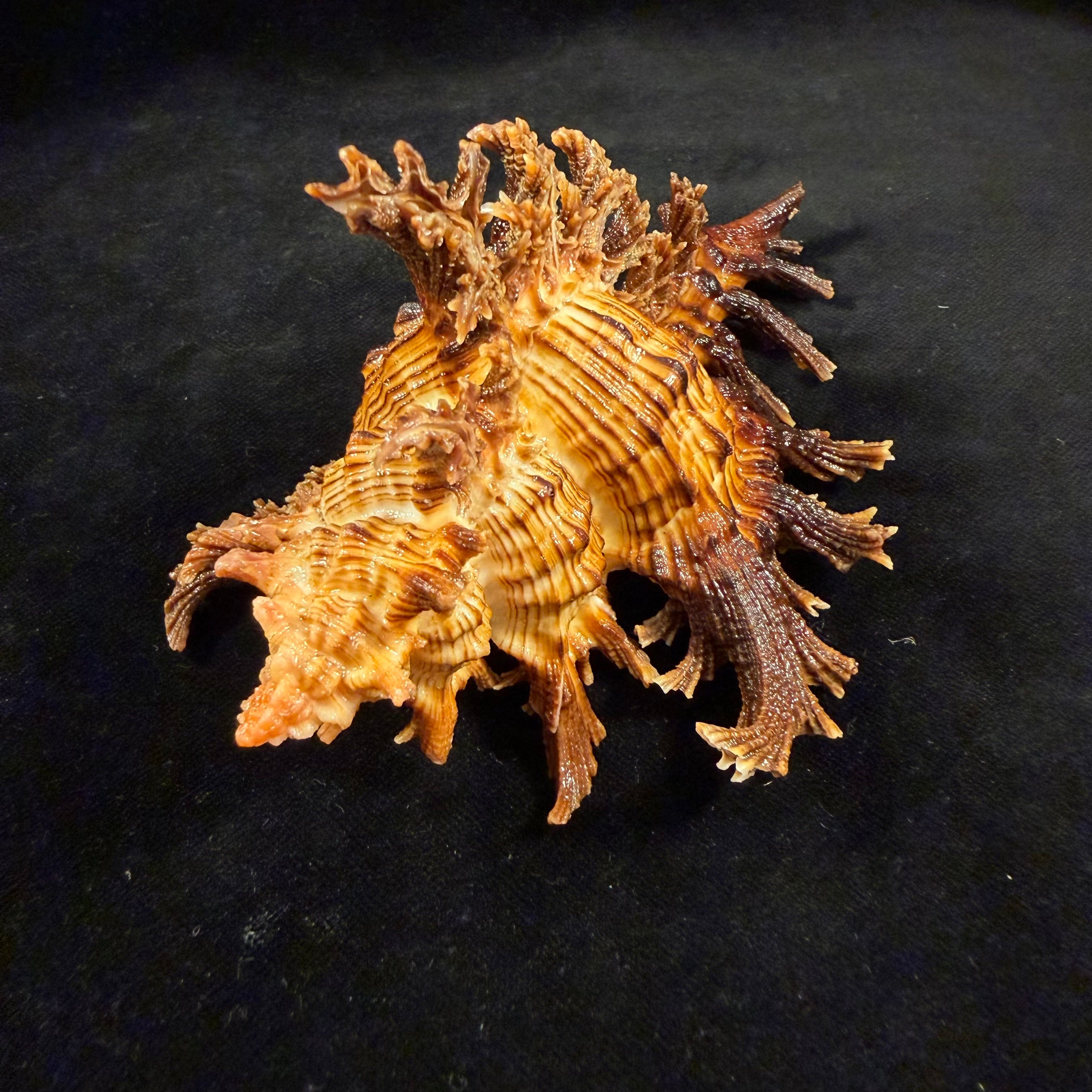 Chicoreus spectrum (Reeve, 1846) - 133mm