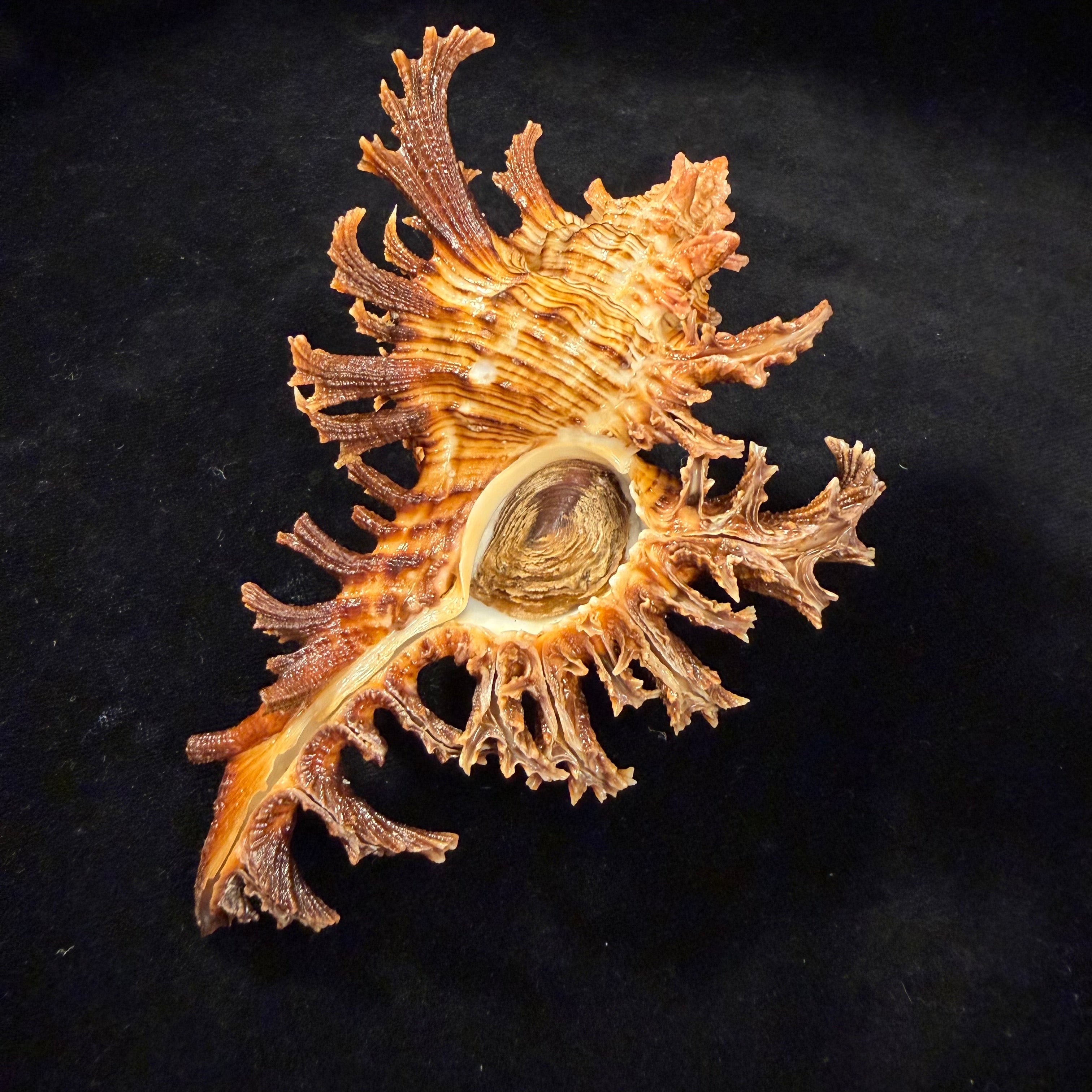 Chicoreus spectrum (Reeve, 1846) - 133mm