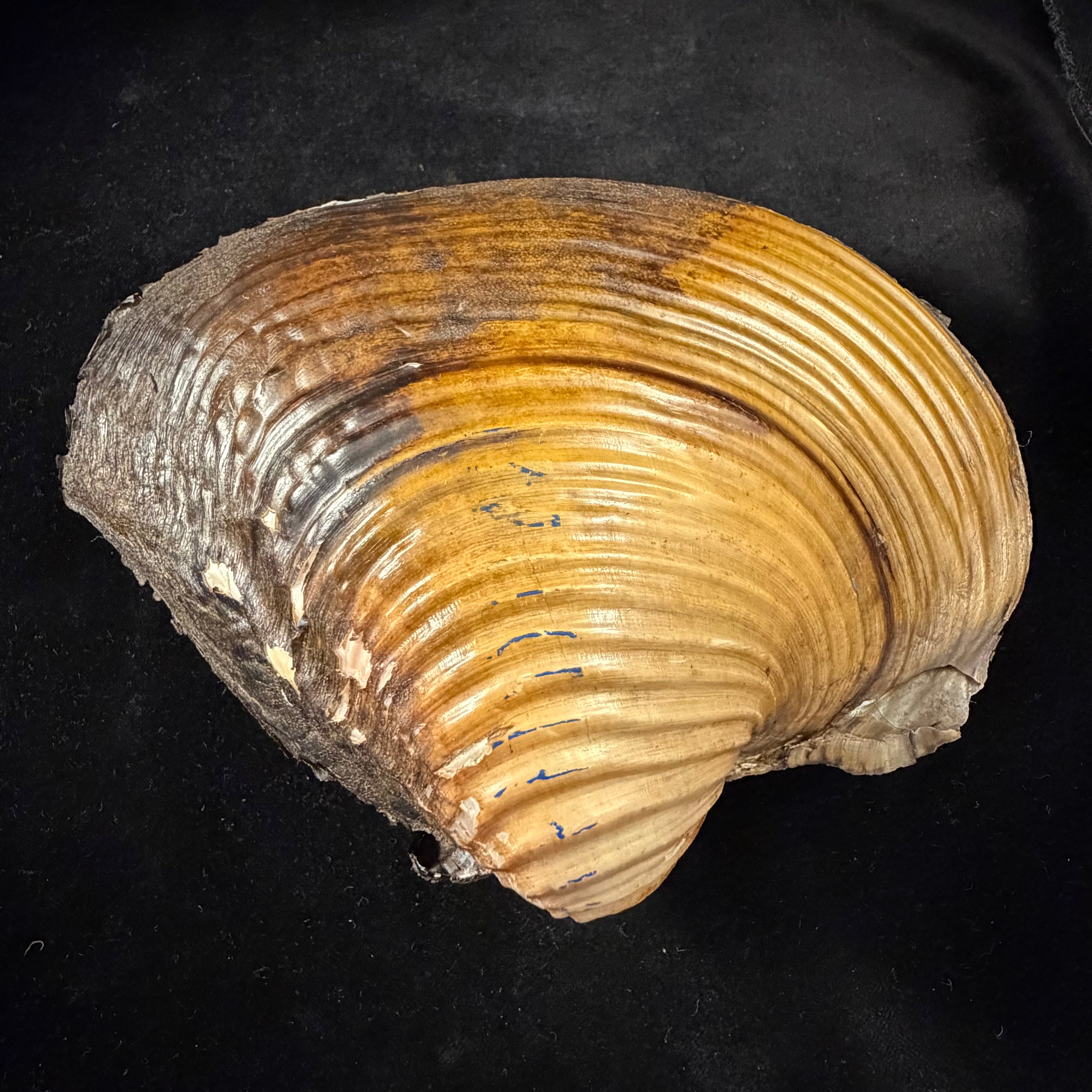 Lepidodesma languilati (Heude, 1874) - 172,6mm