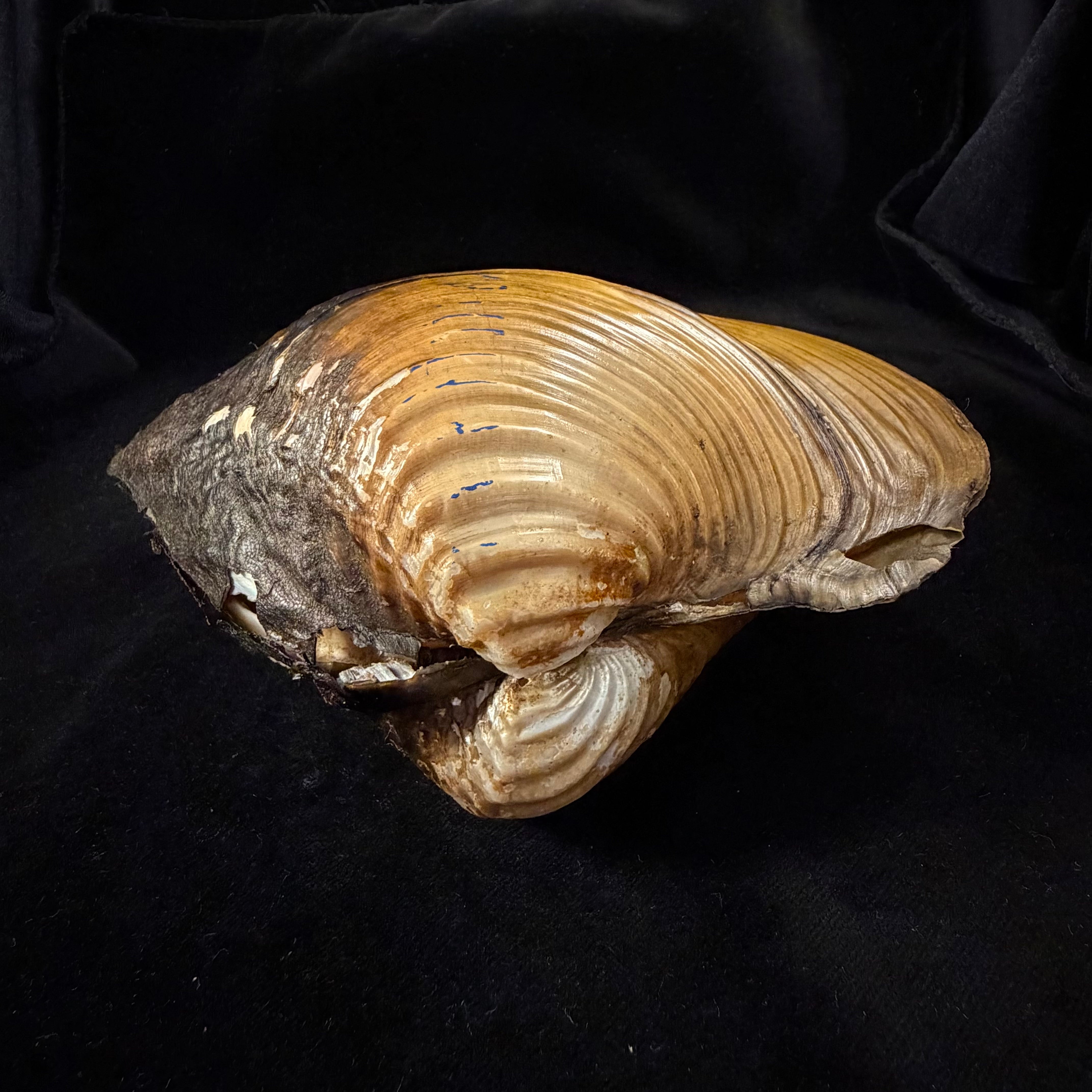 Lepidodesma languilati (Heude, 1874) - 172,6mm