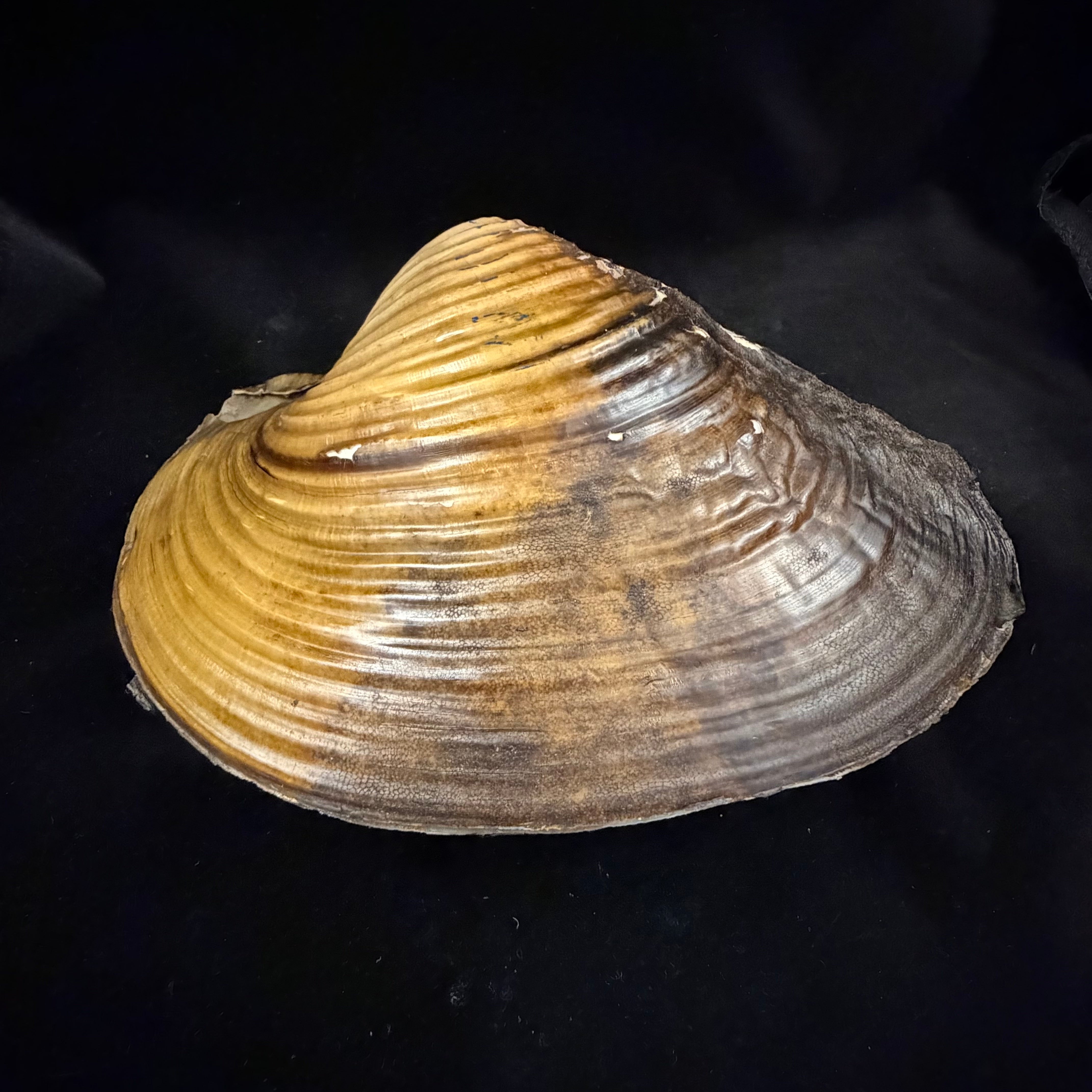 Lepidodesma languilati (Heude, 1874) - 172,6mm