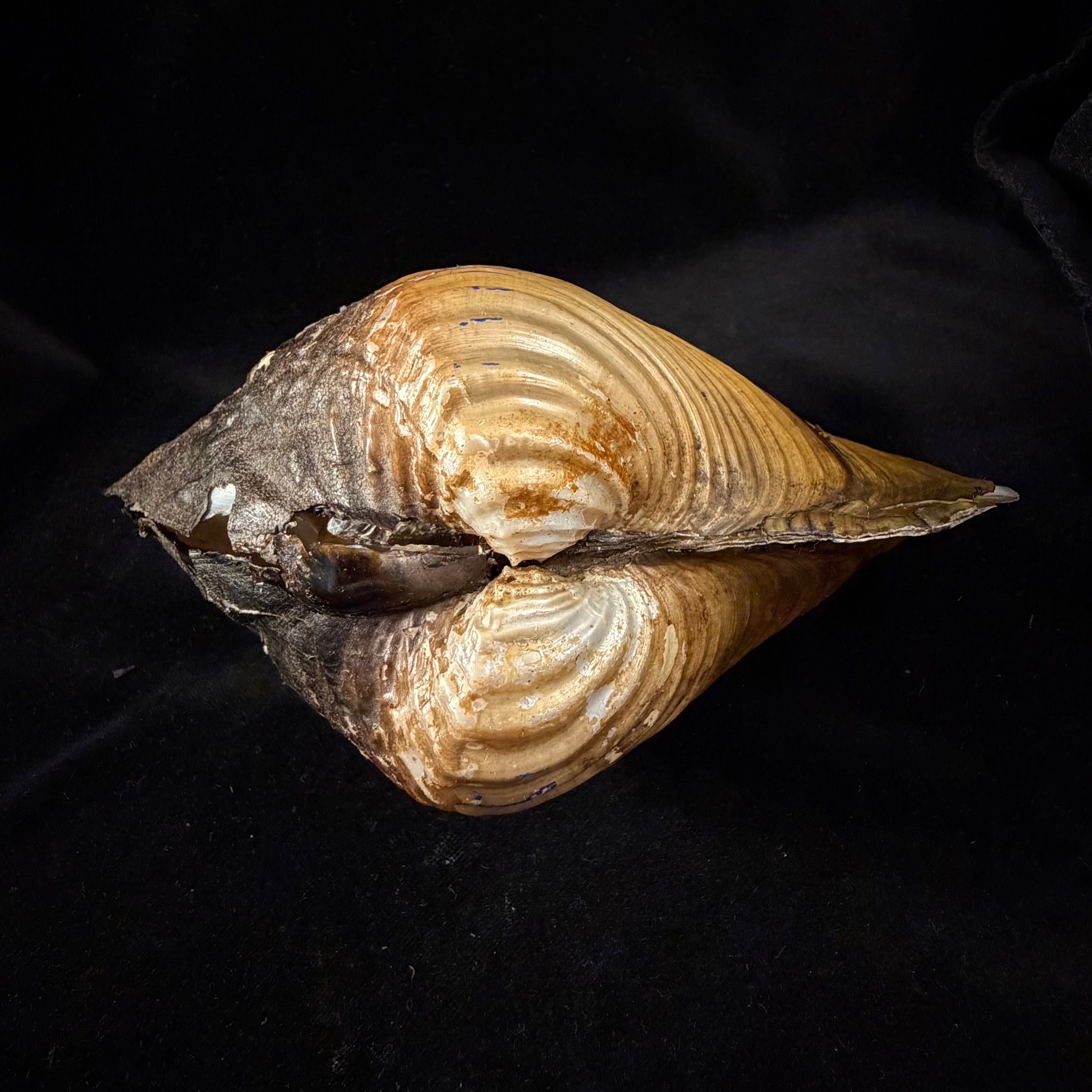 Lepidodesma languilati (Heude, 1874) - 172,6mm