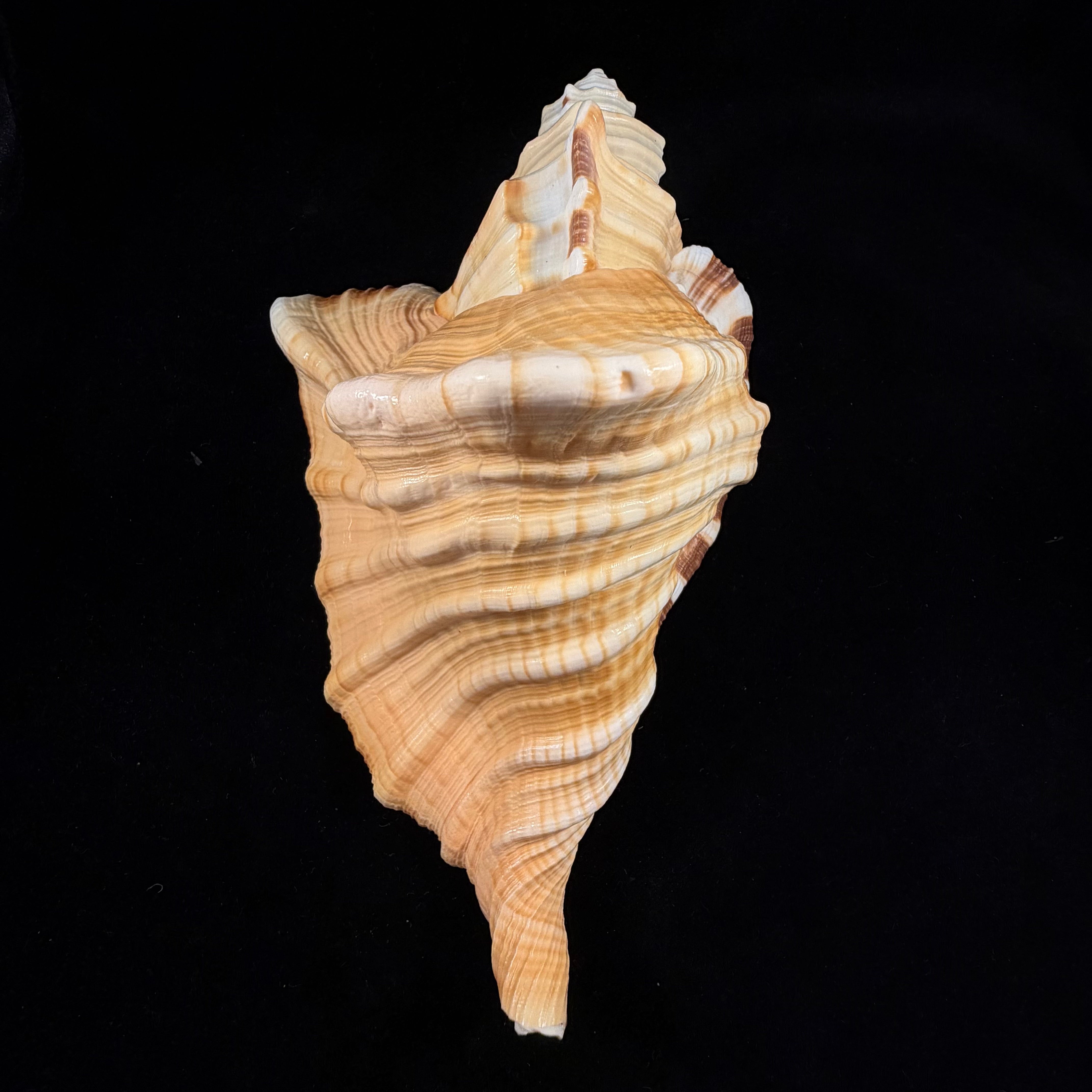 Cymatium raderi D'Attilio & B. W. Myers, 1984 - 223,1mm