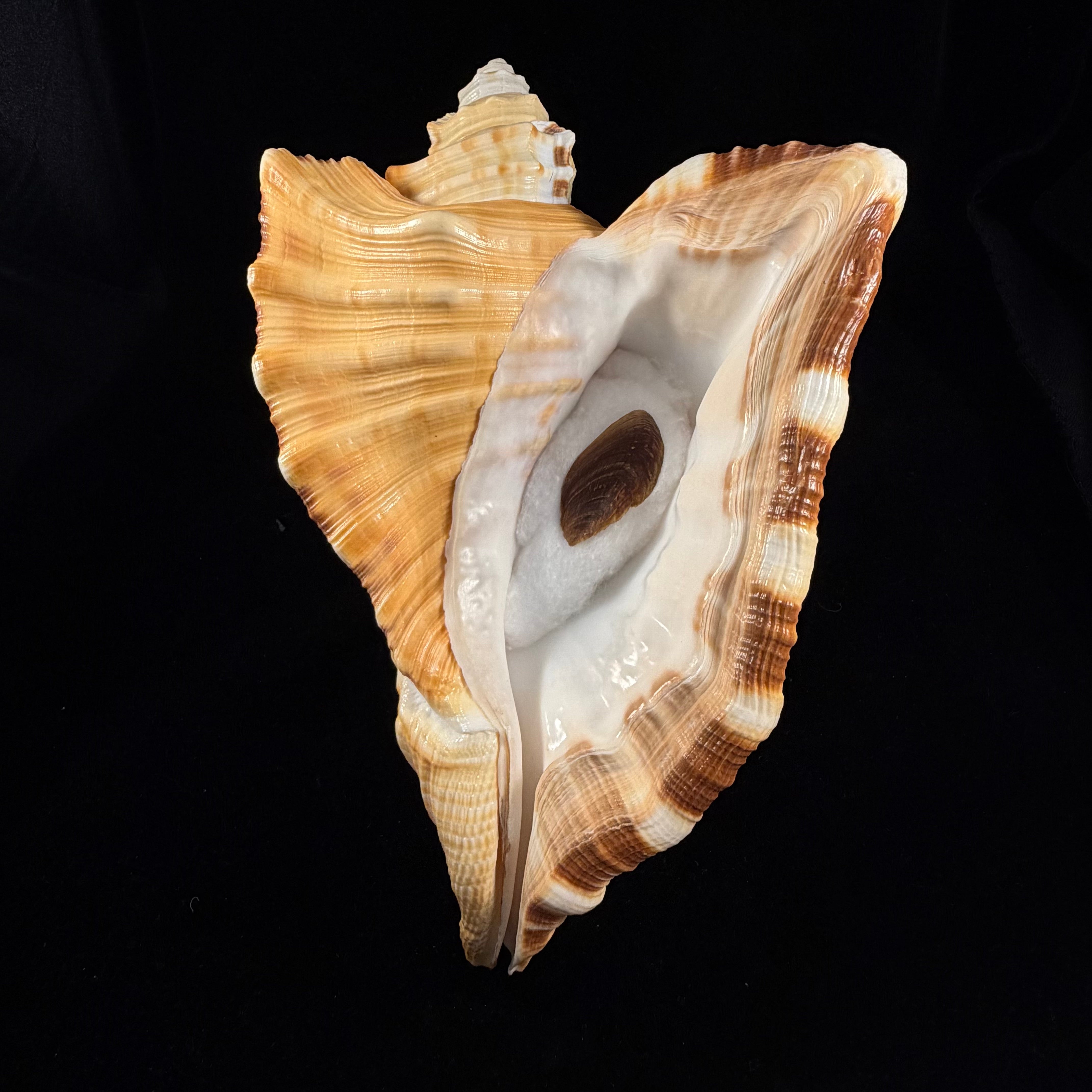 Cymatium raderi D'Attilio & B. W. Myers, 1984 - 223,1mm