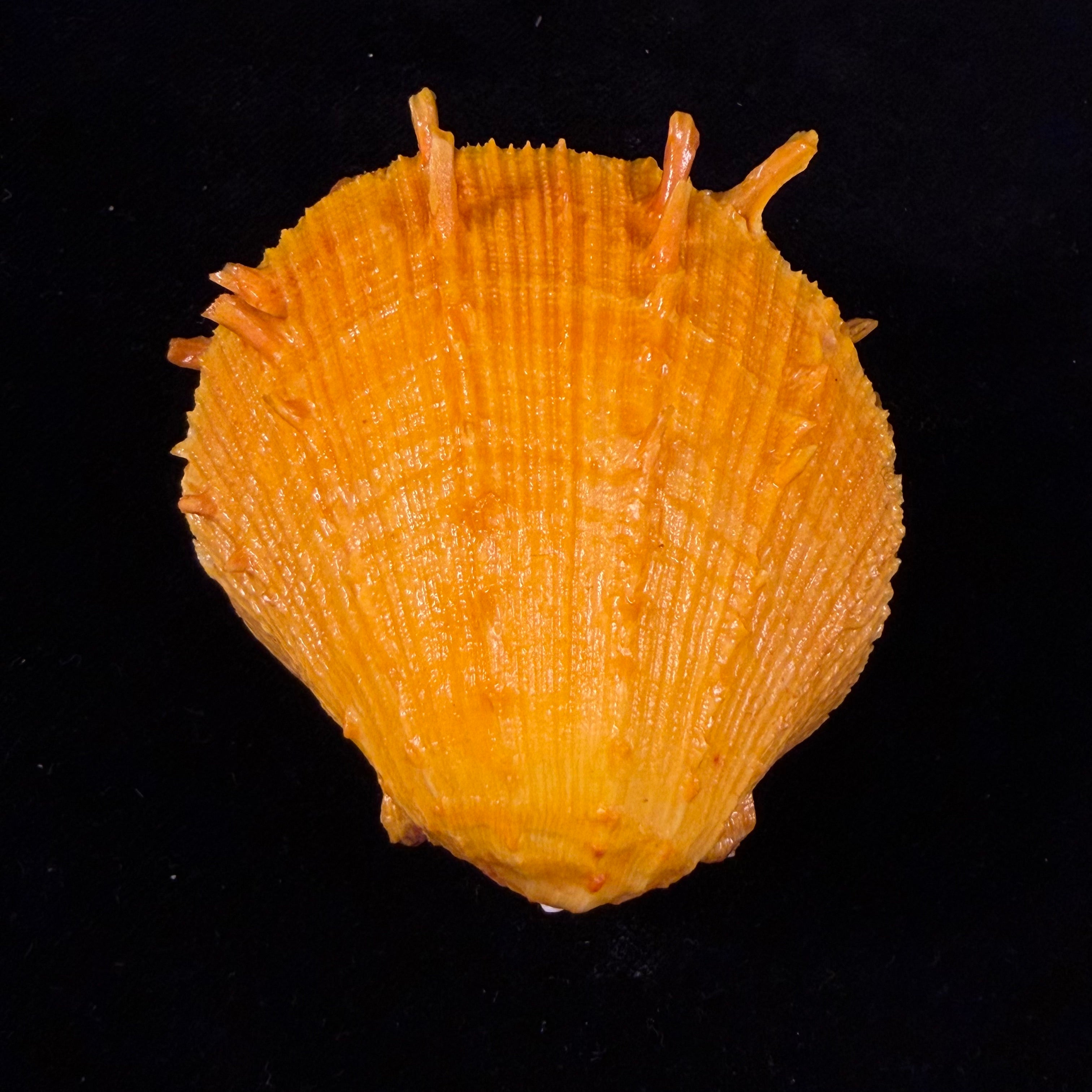 Spondylus ictericus Reeve, 1856 - 74,8mm