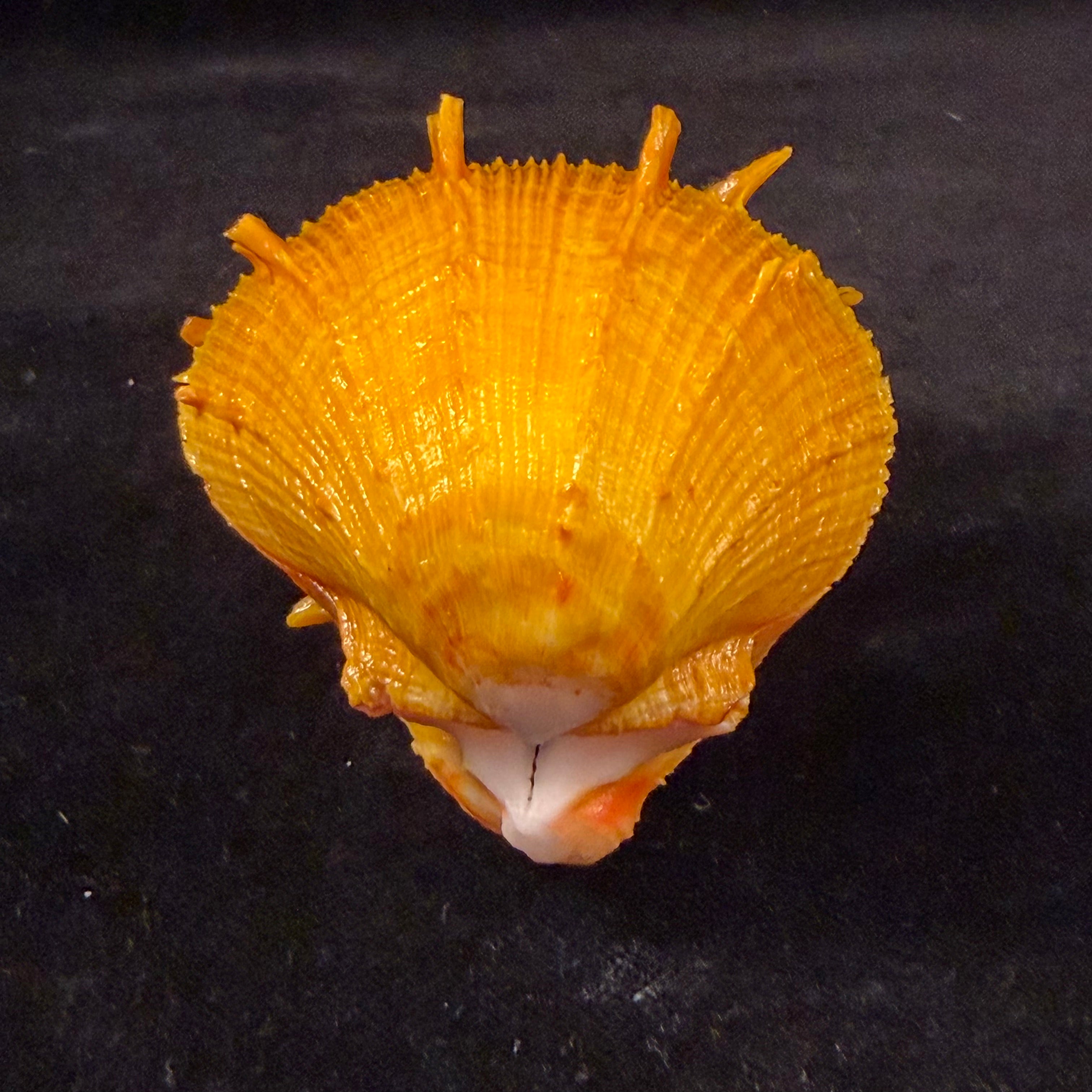 Spondylus ictericus Reeve, 1856 - 74,8mm