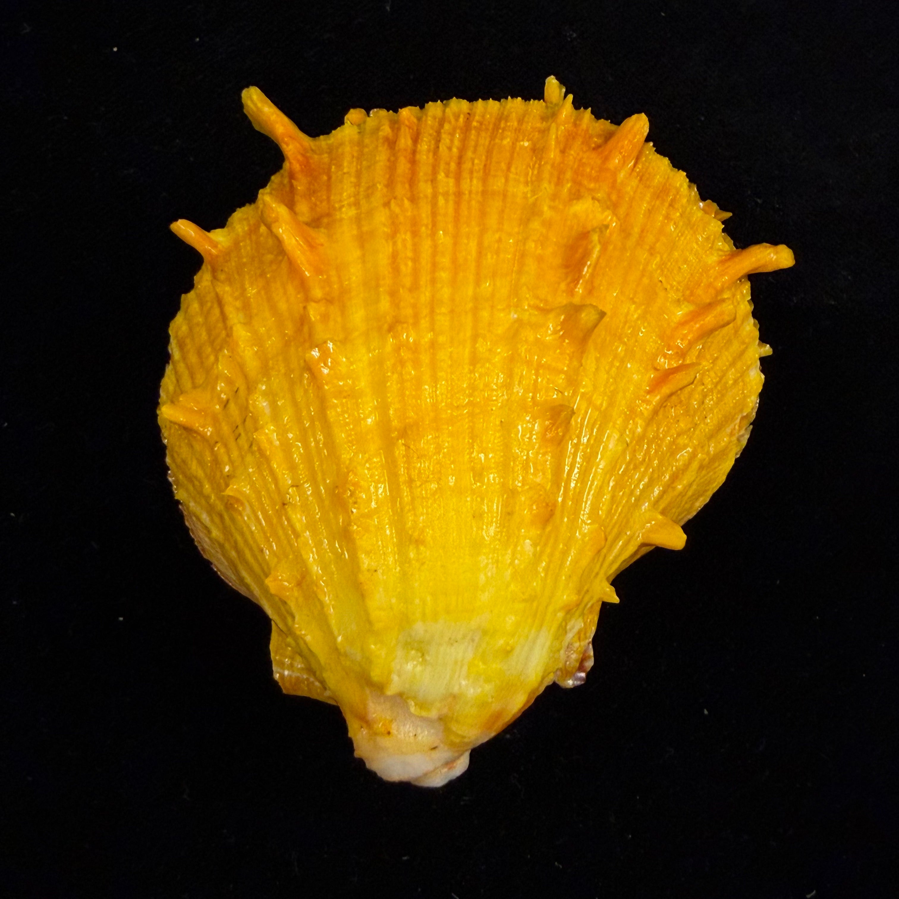 Spondylus ictericus Reeve, 1856 - 74,8mm