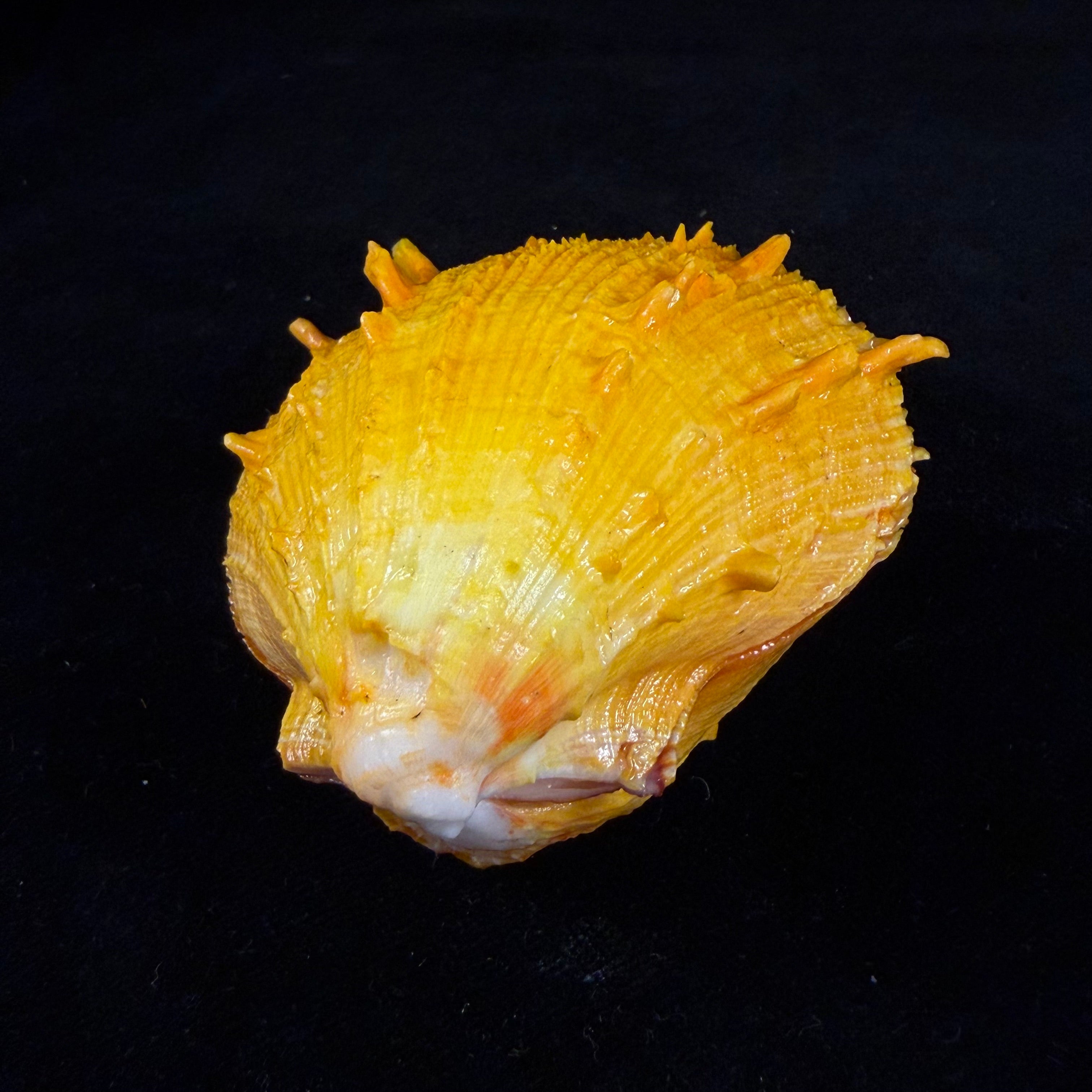Spondylus ictericus Reeve, 1856 - 74,8mm