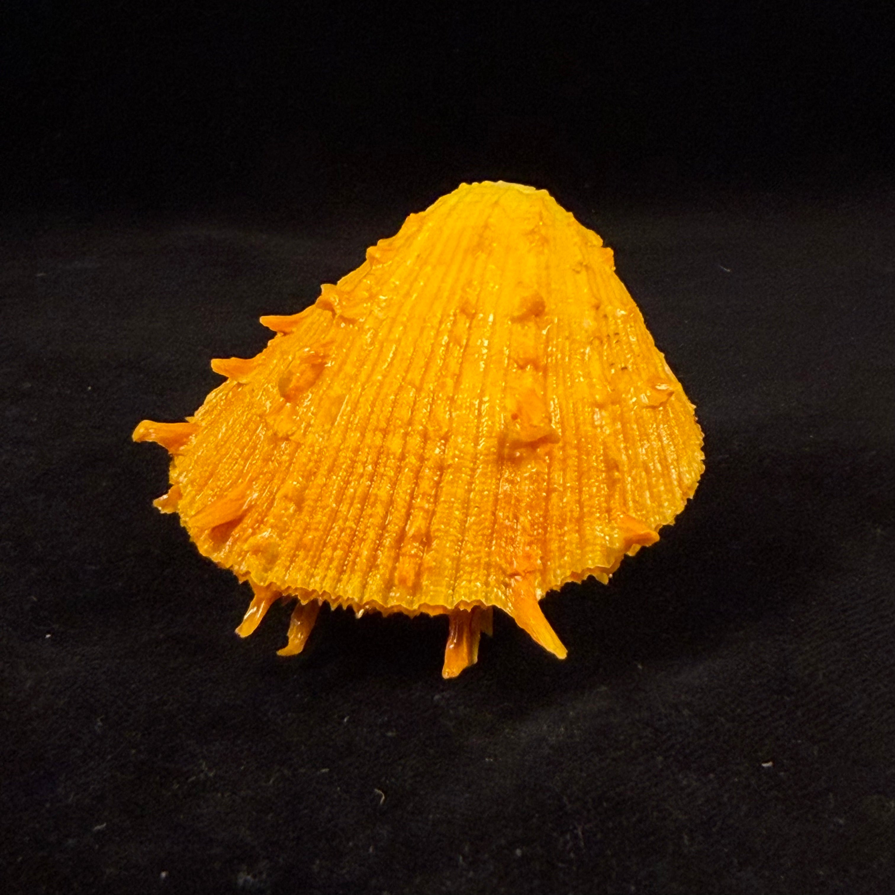 Spondylus ictericus Reeve, 1856 - 74,8mm