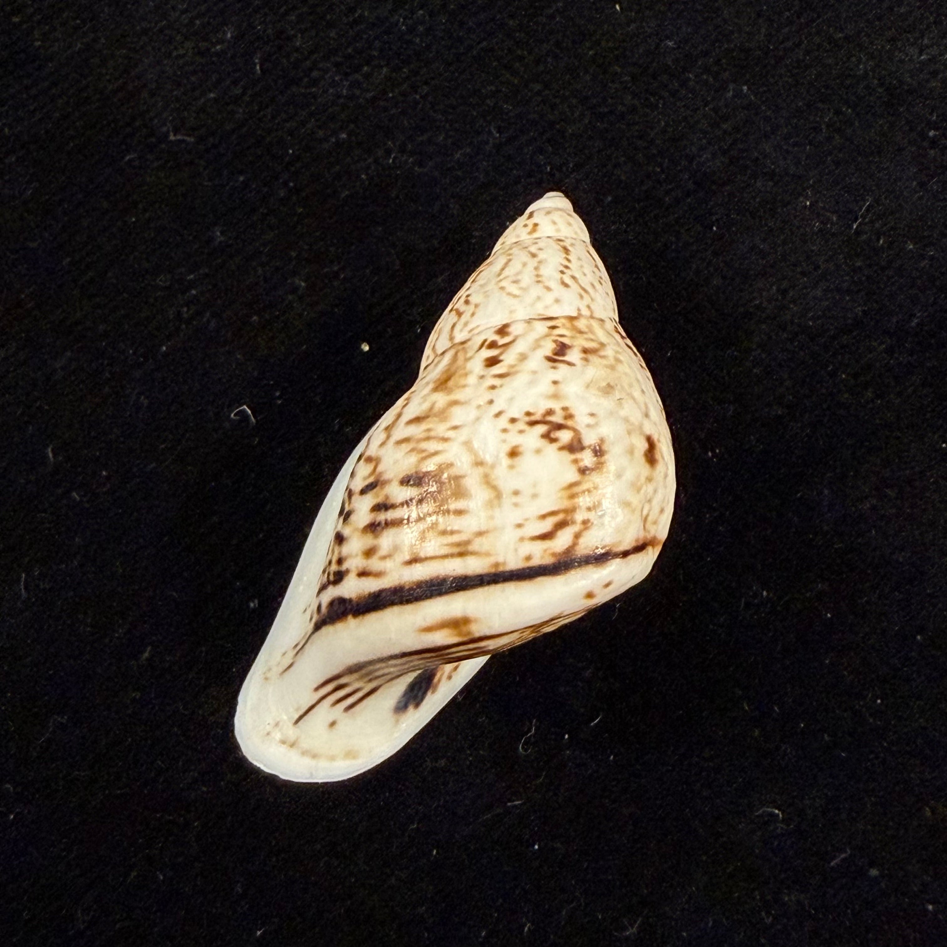 Cochlorina intensior (Pilsbry, 1898) - 35,6mm