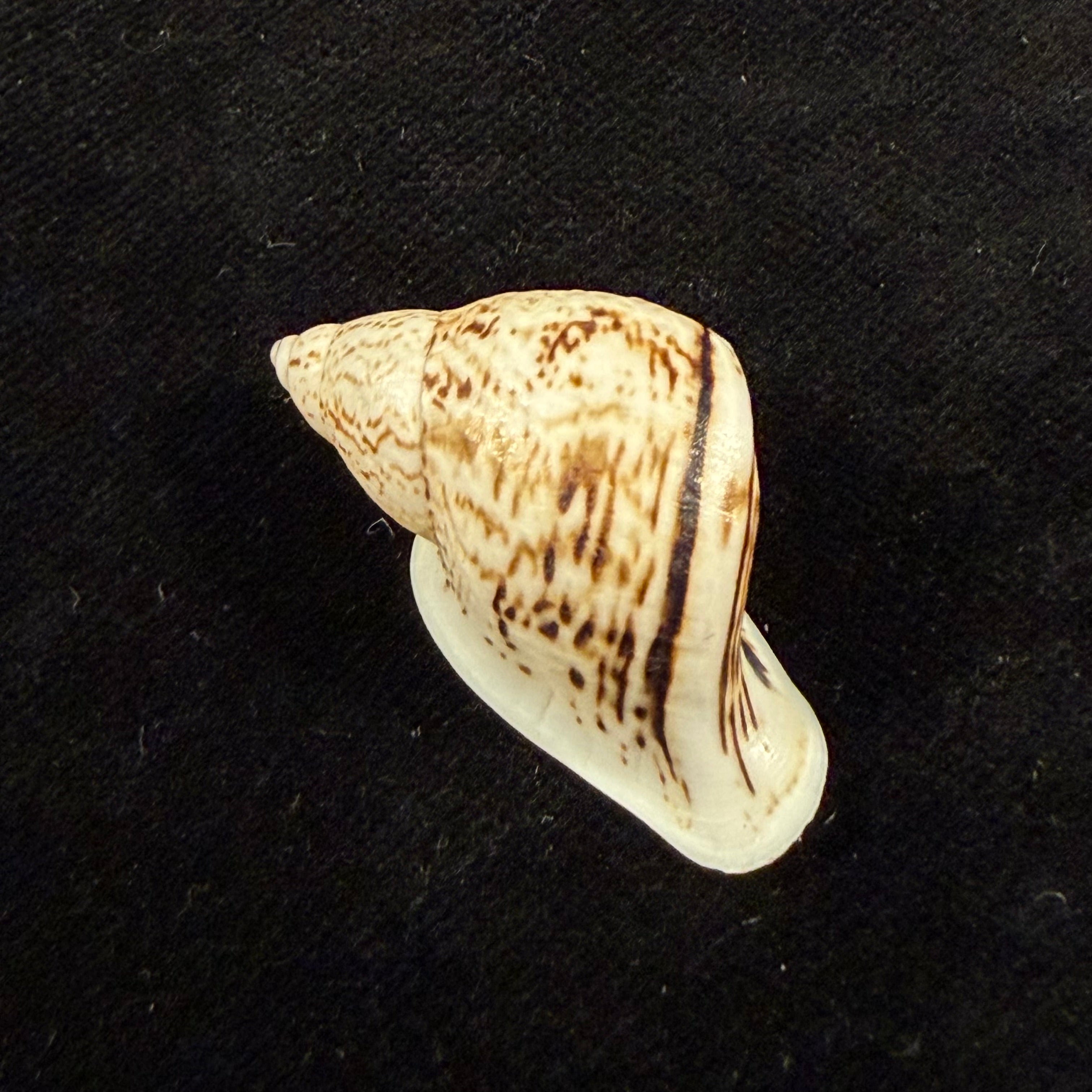 Cochlorina intensior (Pilsbry, 1898) - 35,6mm