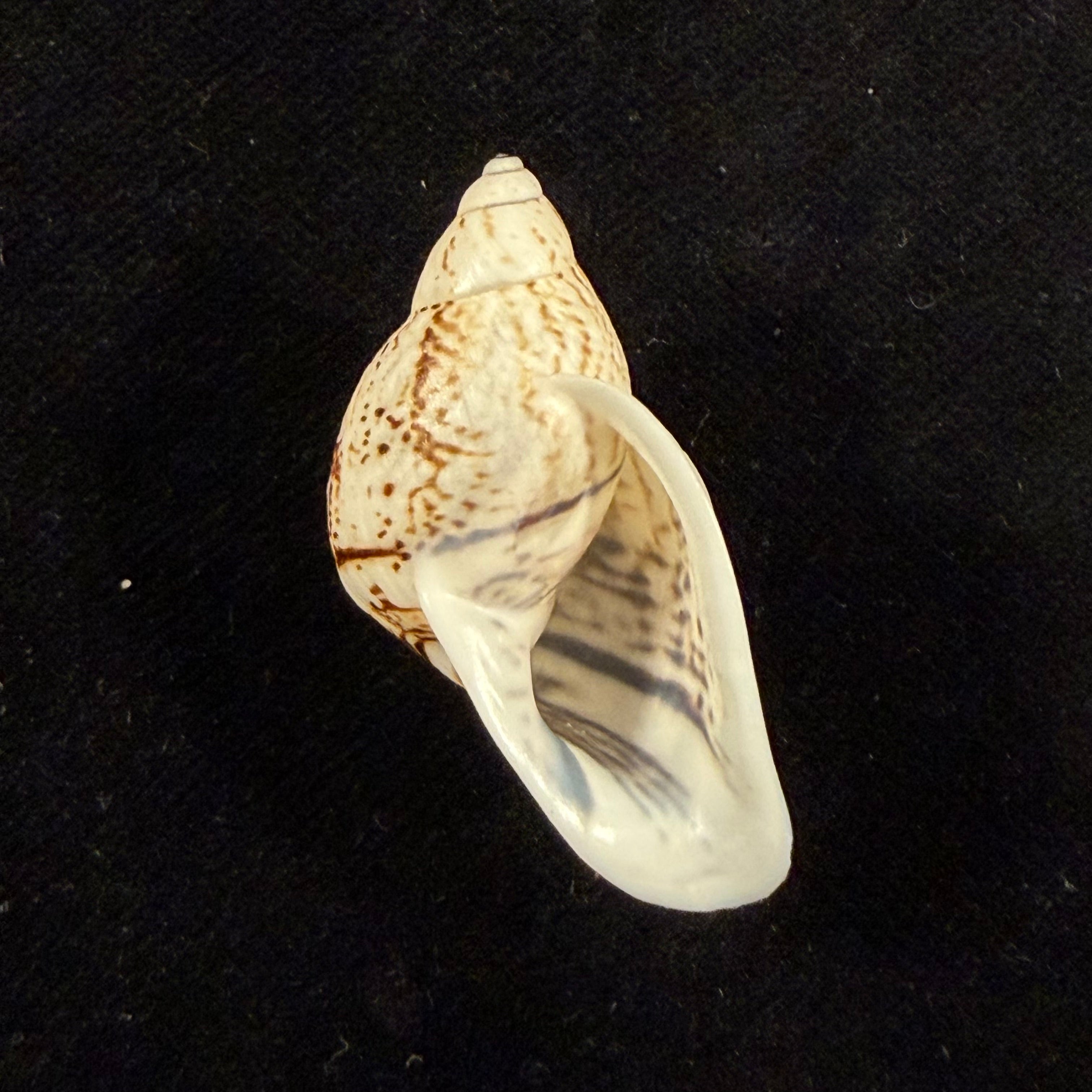 Cochlorina intensior (Pilsbry, 1898) - 35,6mm