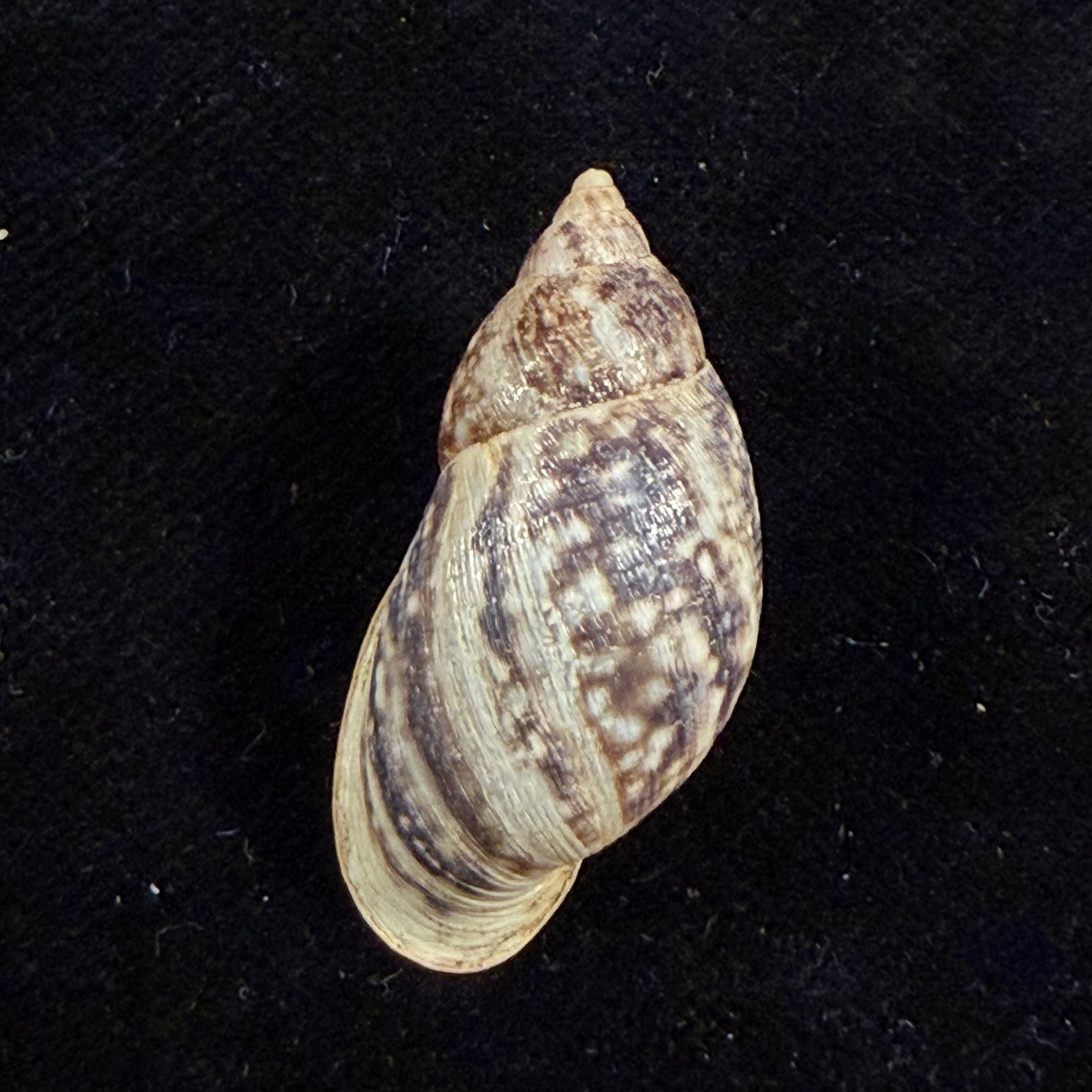 Drymaeus palassus Breure, 1981 - 32,1mm