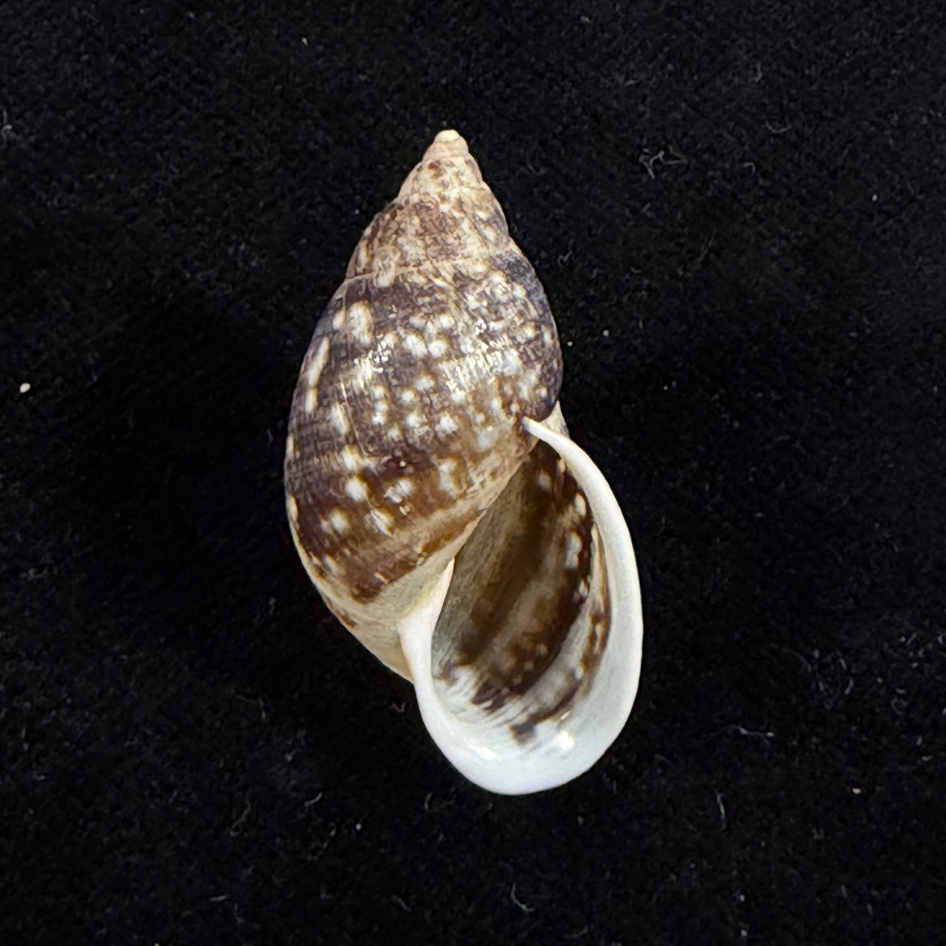 Drymaeus palassus Breure, 1981 - 32,1mm