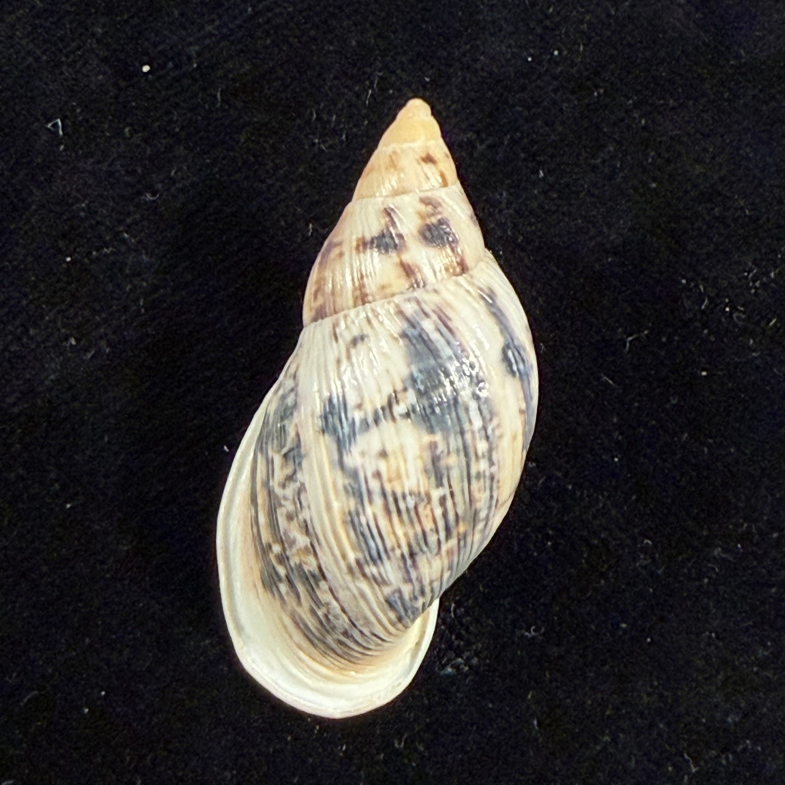 Drymaeus costatus Breure & Vega-Luz, 2021 - 41,4mm