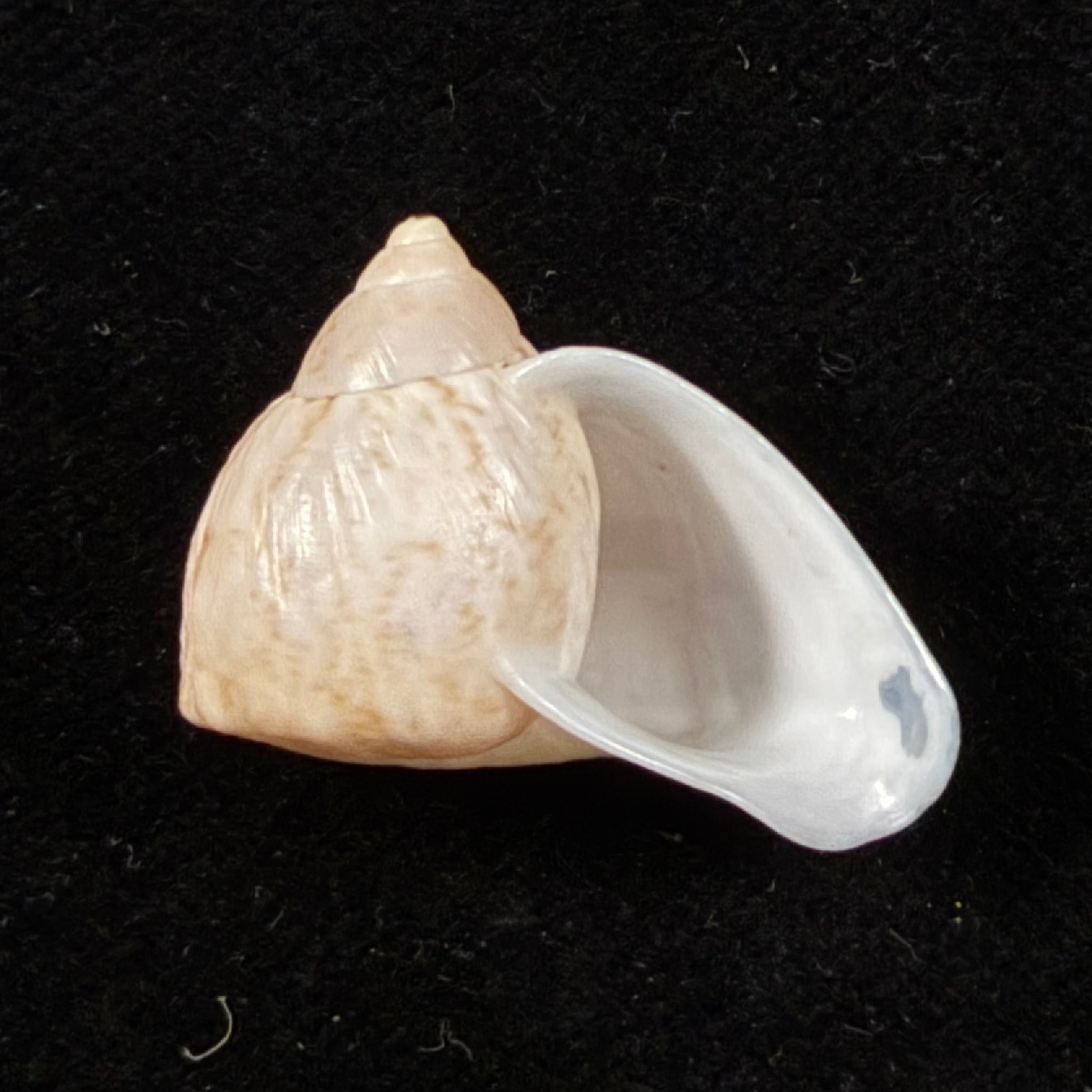 Cochlorina lateralis (Menke, 1828) - 25,8mm